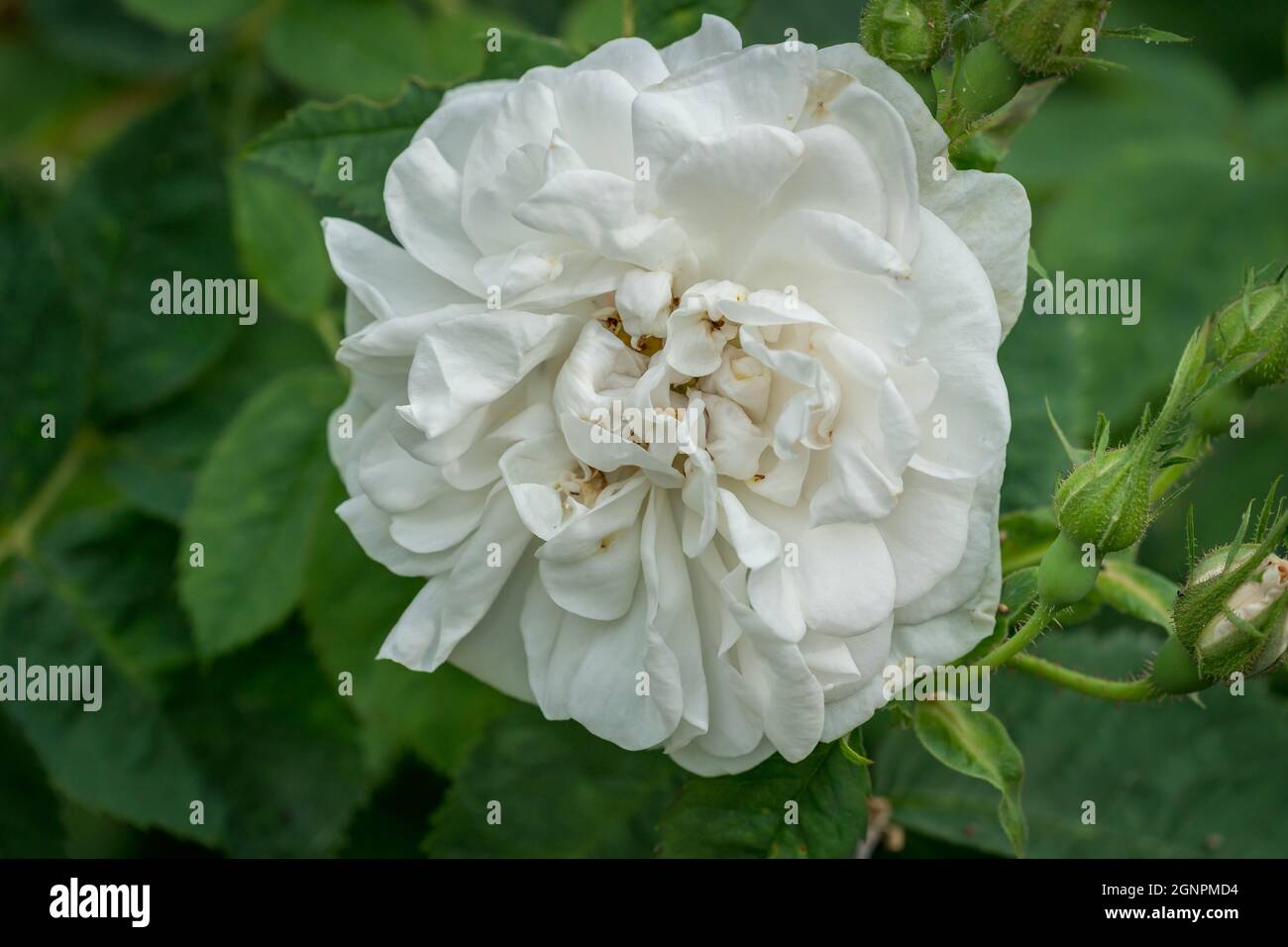 GEIRANGER, NORVEGIA - 2020 GIUGNO 21.Closeup di Rosa Rugosa. Foto Stock