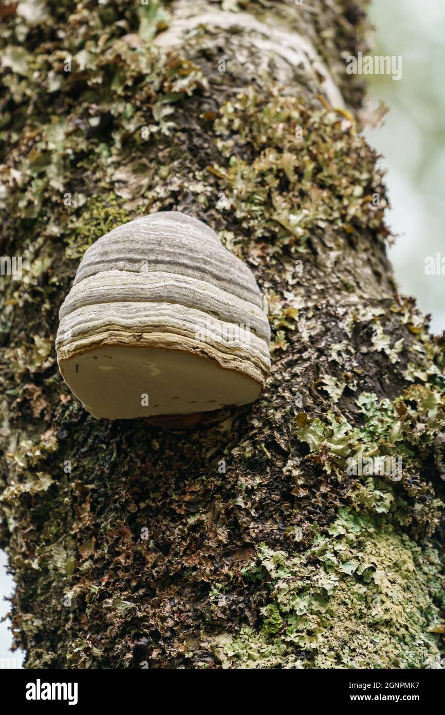 FRAFJORD, NORVEGIA - SETTEMBRE 07. Fungo da scaffale (Fomes fomentarius). Fungo della staffa. Fomes fomentarius che cresce su un albero. Foto Stock