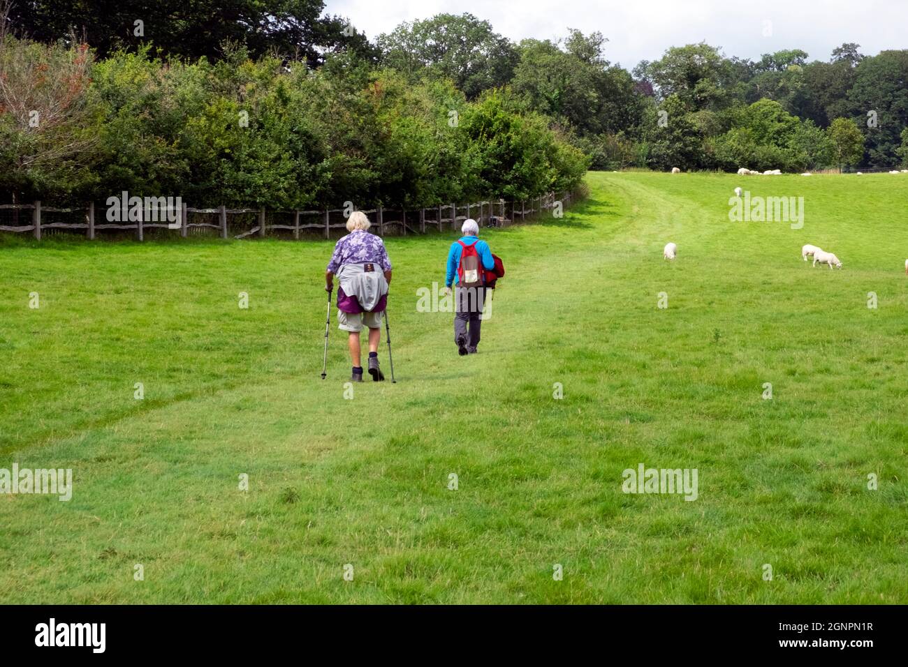 Due anziani anziani donne persone anziane posteriori vista posteriore dietro camminatori camminando a piedi in Dinefwr Park Field Llandeilo Carmarthenshshire Galles UK KATHY DEWITT Foto Stock
