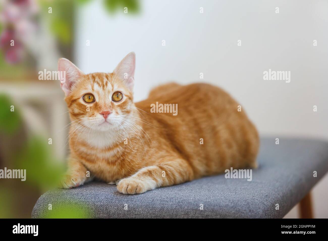 Bella striscia zenzero gatto seduta confortevole su una sedia e fissando. Messa a fuoco selettiva, spazio di copia Foto Stock