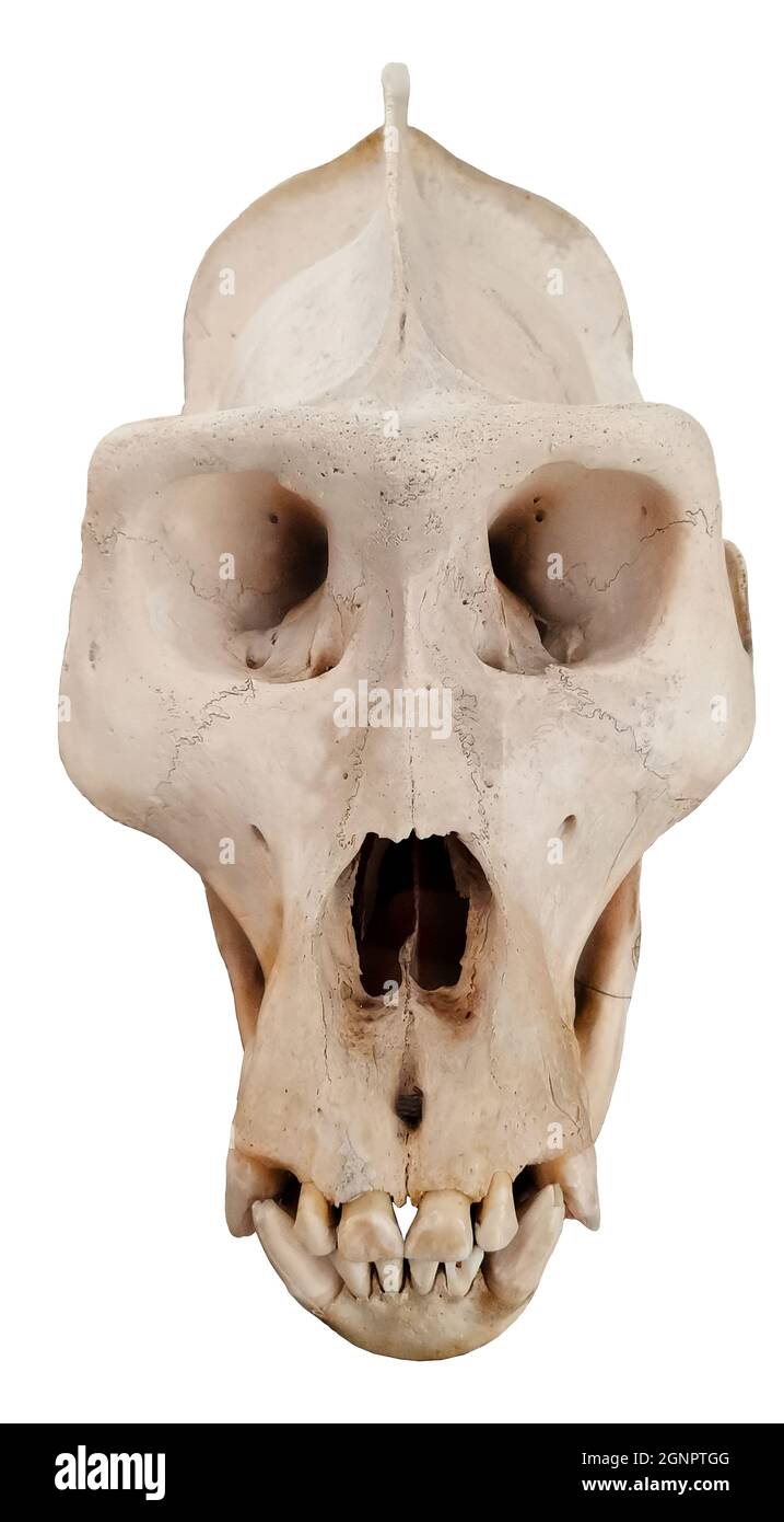 Cranio Gorilla. Foto con le ossa della scimmia. Foto Stock