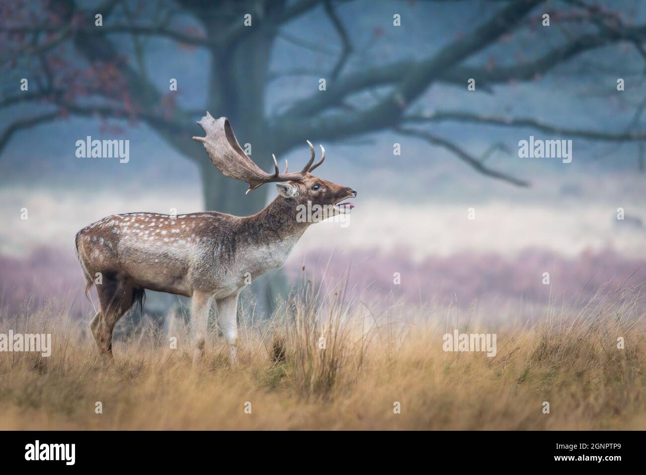 Cervus dama / Dama dama Stag (Cervus dama) al mattino presto, chiamata durante la stagione di rutting Foto Stock