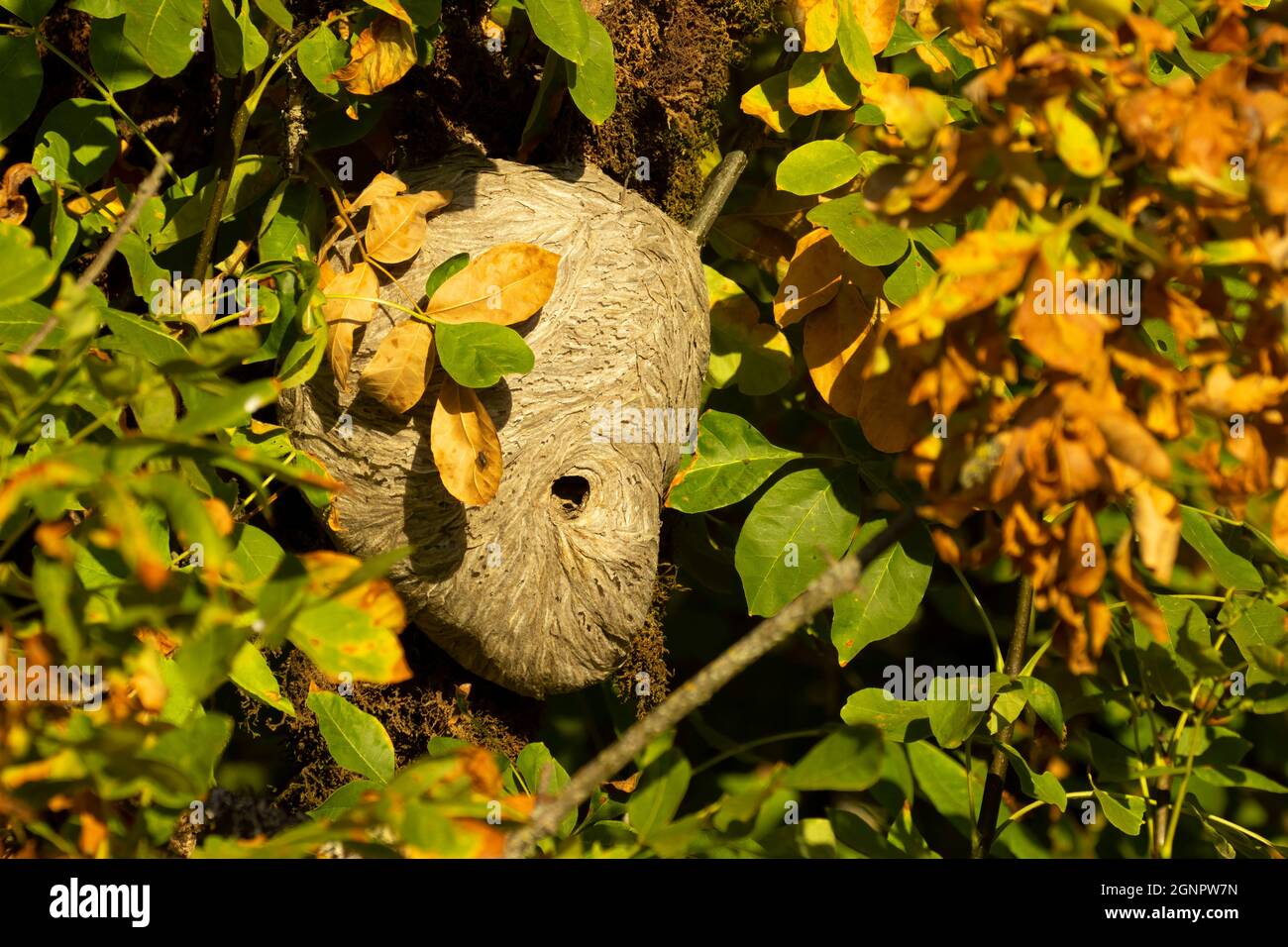 WASP Nest, Ankeny National Wildlife Refuge, Oregon Foto Stock