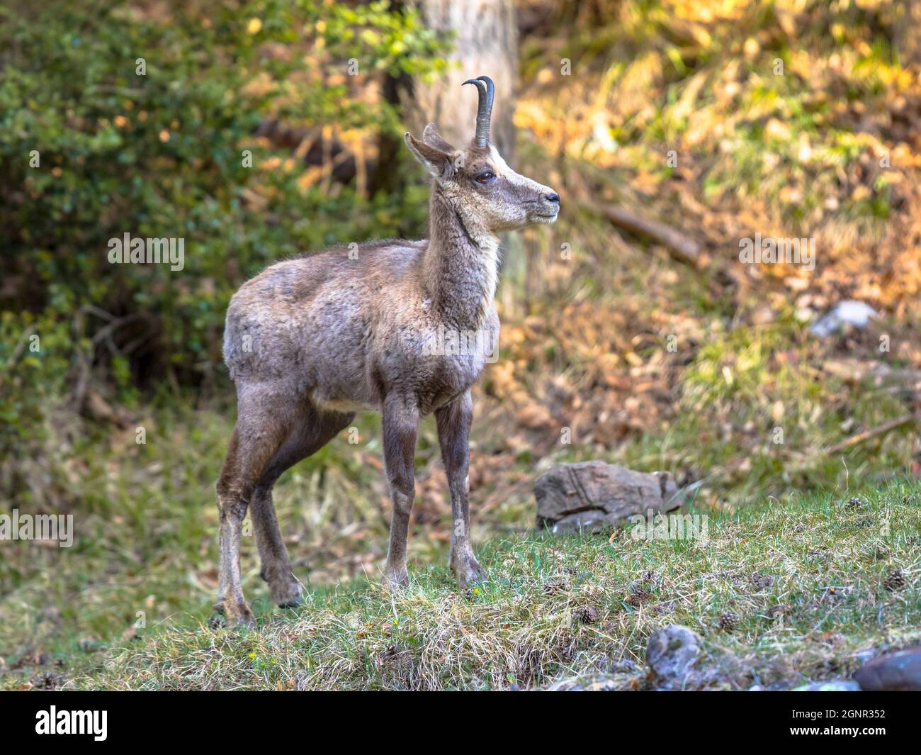 Pyrenean Chamois (Rupicapra rupicapra) è una specie di antilope di capra nativo delle montagne in Europa, tra cui le Alpi europee, i Pirenei, l'automobile Foto Stock