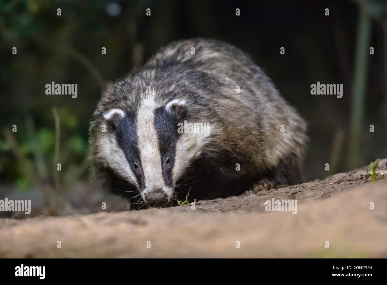 European Badger (Meles meles) camminare nella foresta di notte. Drenthe, Paesi Bassi. Fauna selvatica scena della natura in Europa. Foto Stock