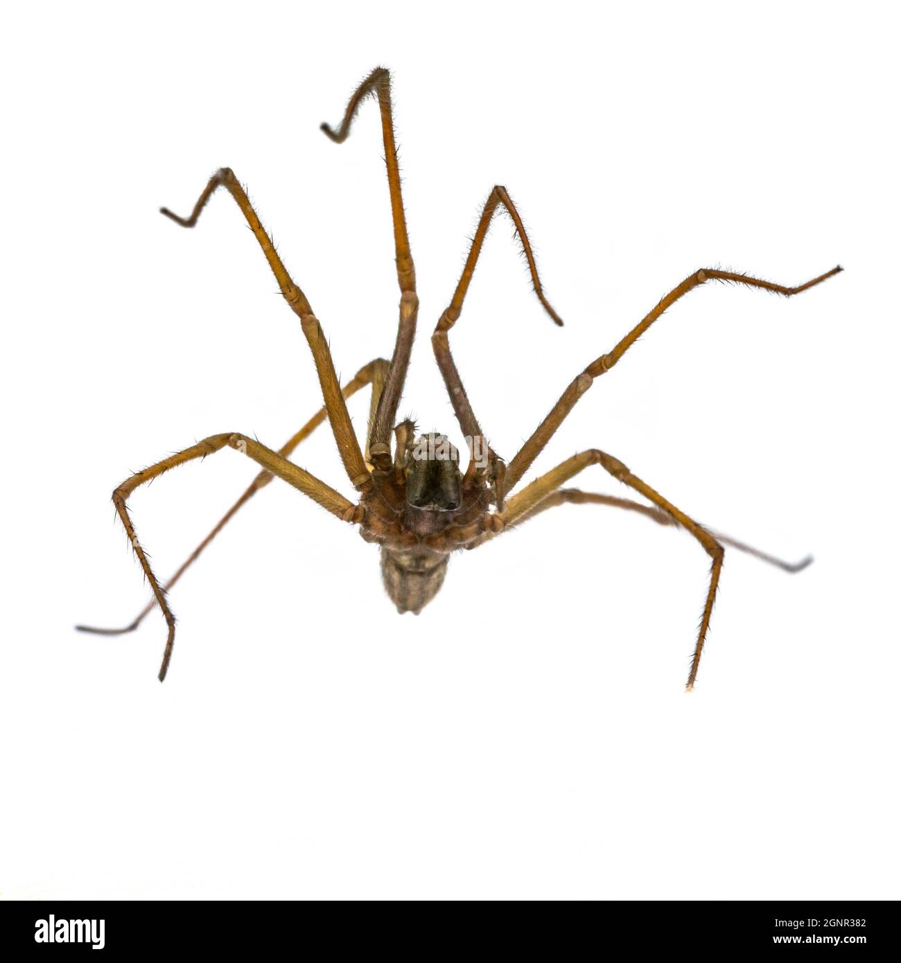 Gigante casa ragno (Eratigena atrica) vista frontale lato inferiore di aracnide con lunghe gambe pelose isolate su sfondo bianco Foto Stock