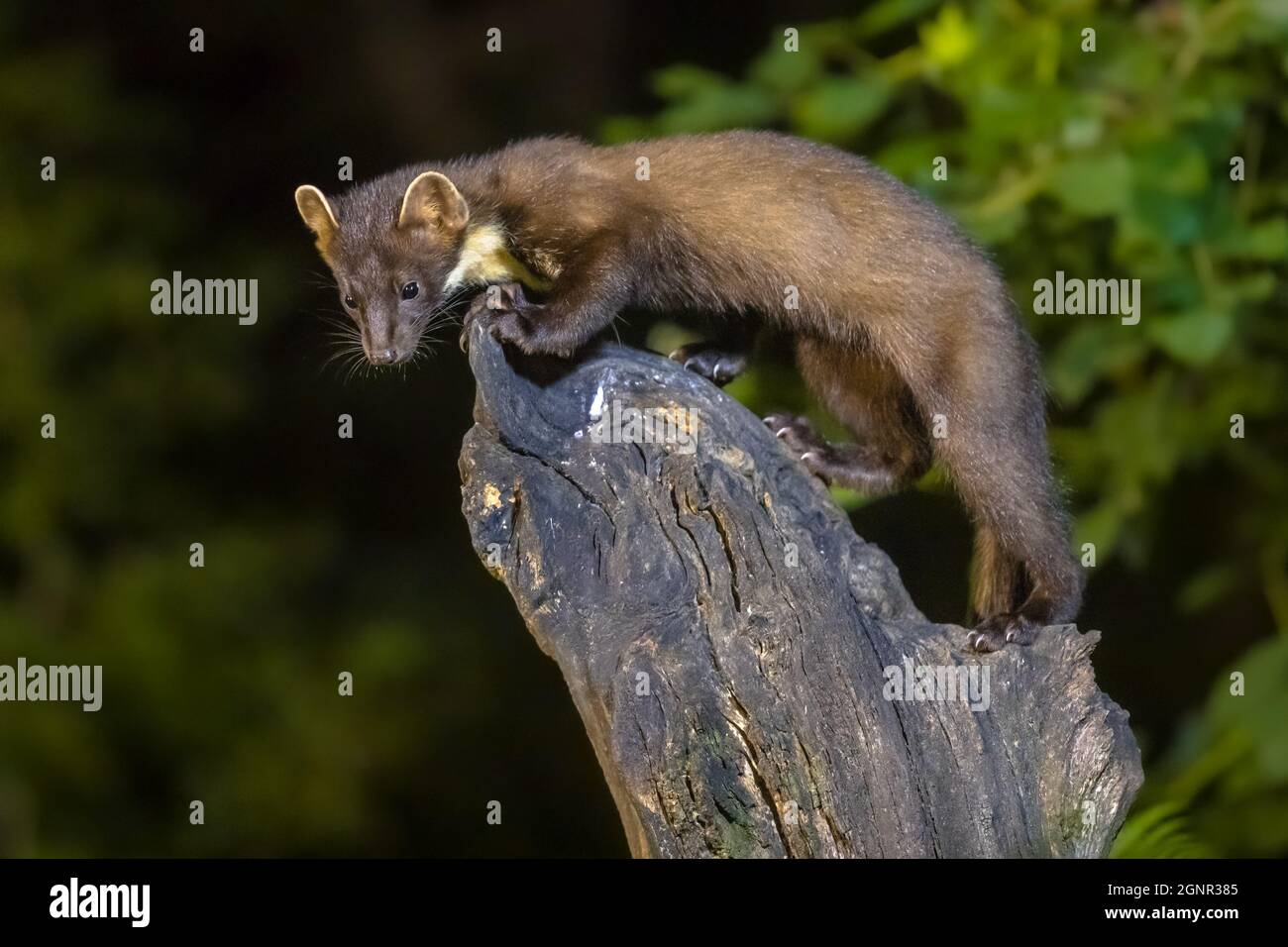 Martora di pino (Martes Martes) su tronco in circostanze buie in una foresta di notte. Fauna selvatica scena della natura in Europa. Foto Stock