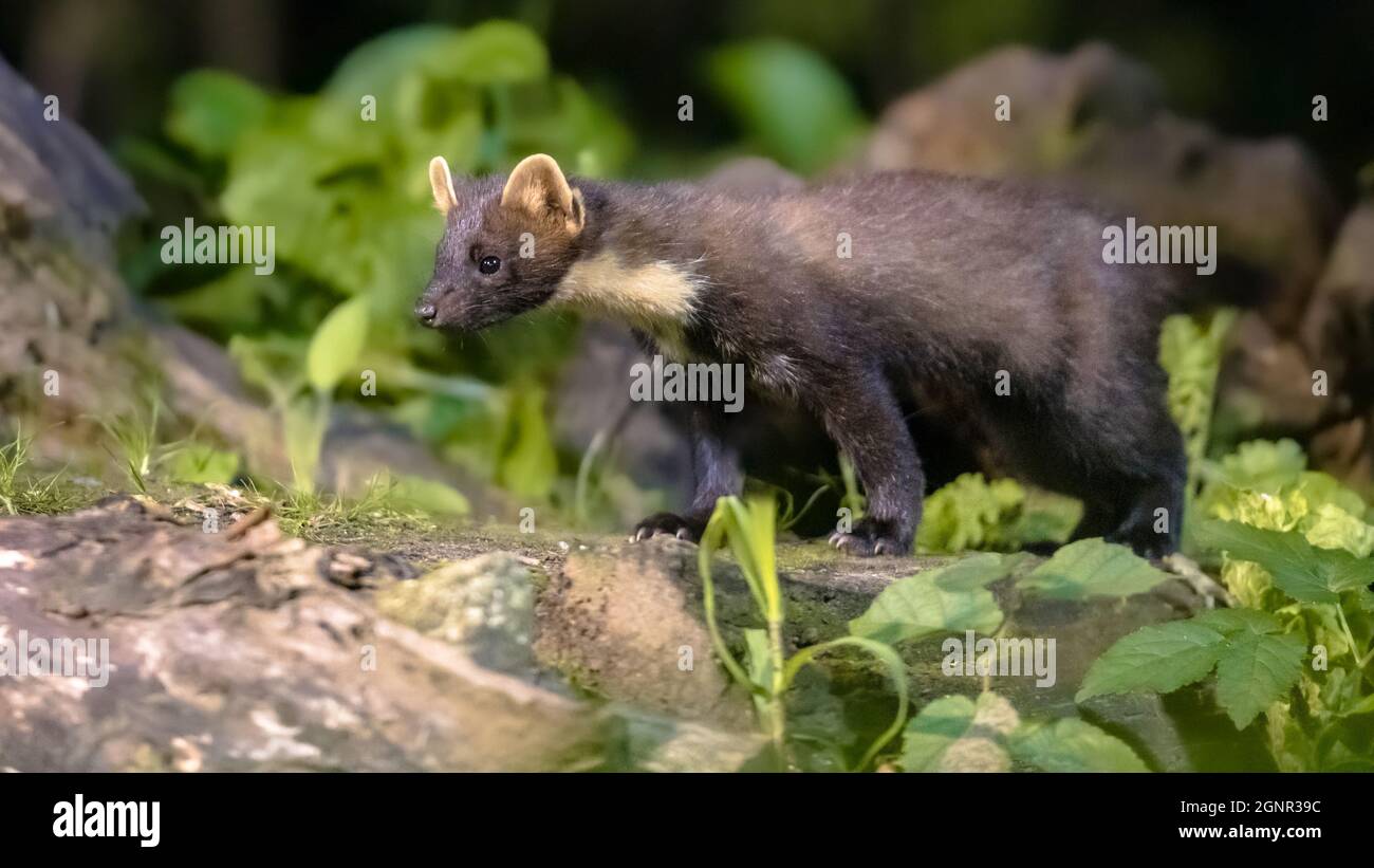 Martora di pino (Martes Martes) su tronco in circostanze buie in una foresta di notte. Fauna selvatica scena della natura in Europa. Foto Stock