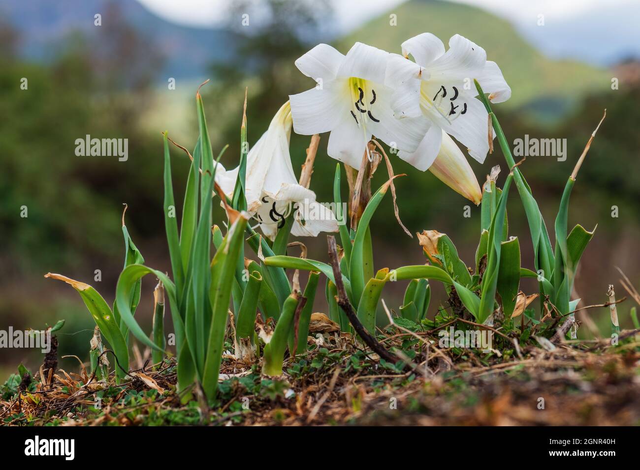 Swamplily - abyssinicum del crinum, pianta bianca beatiful di fioritura dalle foreste etiopee, la foresta di Harrena, i monti di Bale, l'Etiopia. Foto Stock