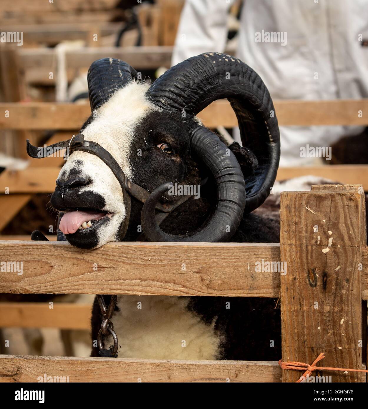 Primo piano ritratto di un ariete di Giacobbe a 4 corna nella sua penna con lingua fuori a Masham Sheep Fair nel settembre 2021. Rivolto in avanti. Ritratto, spazio per co Foto Stock
