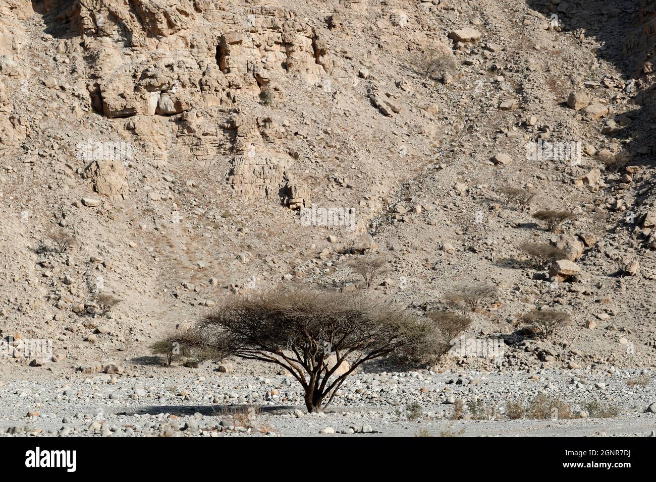 Albero solitario nel deserto. Jebel jais montagna. Emirati Arabi Uniti. Foto Stock