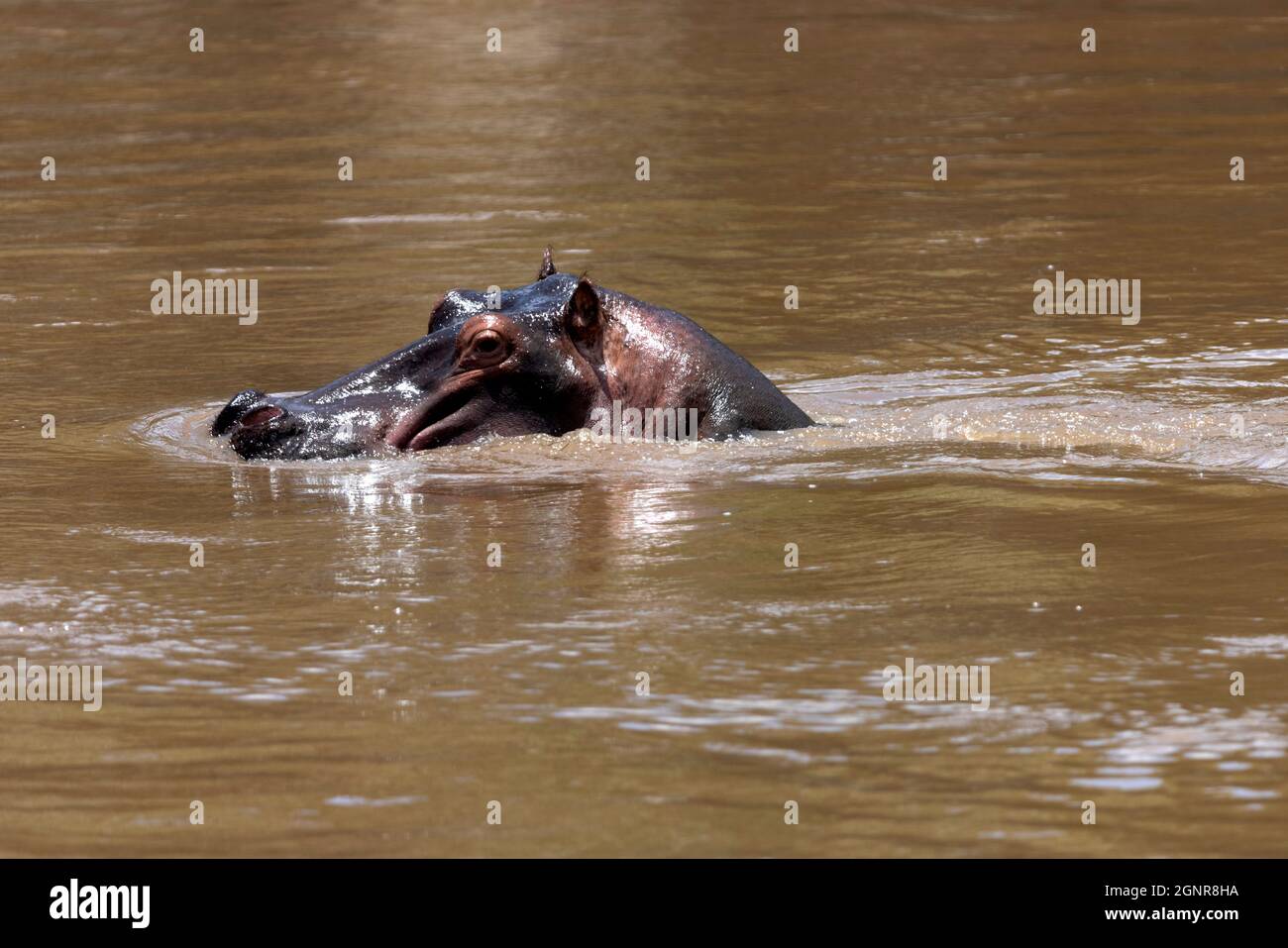 (Hippopotamus amphibius Hippopatamus) in acqua. Masai Mara Game Reserve. Kenya. Foto Stock
