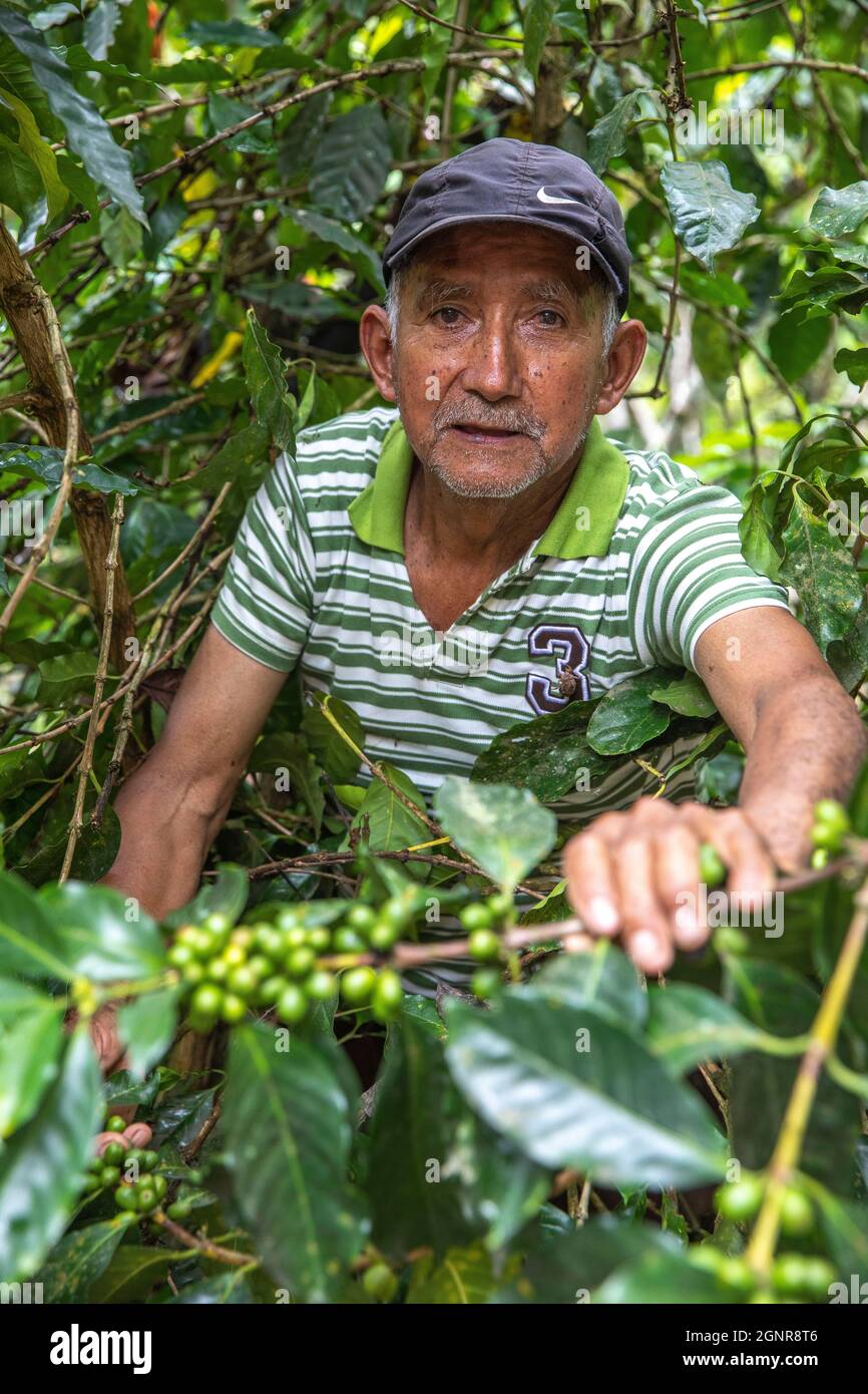 Piantagione di coffe nella valle di Intag, Ecuador Foto Stock