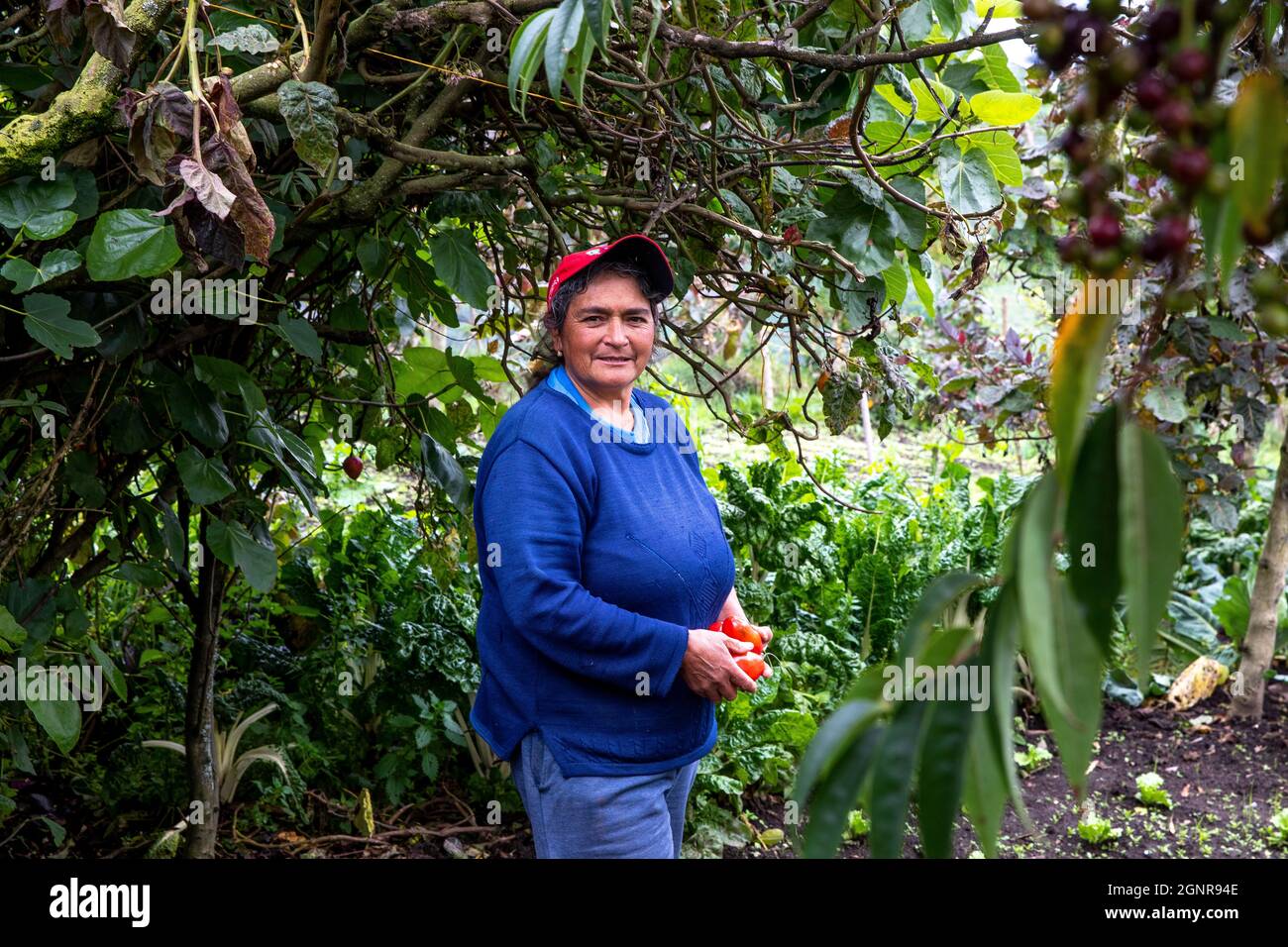 Agricoltore biologico in provincia di Carchi, Ecuador Foto Stock