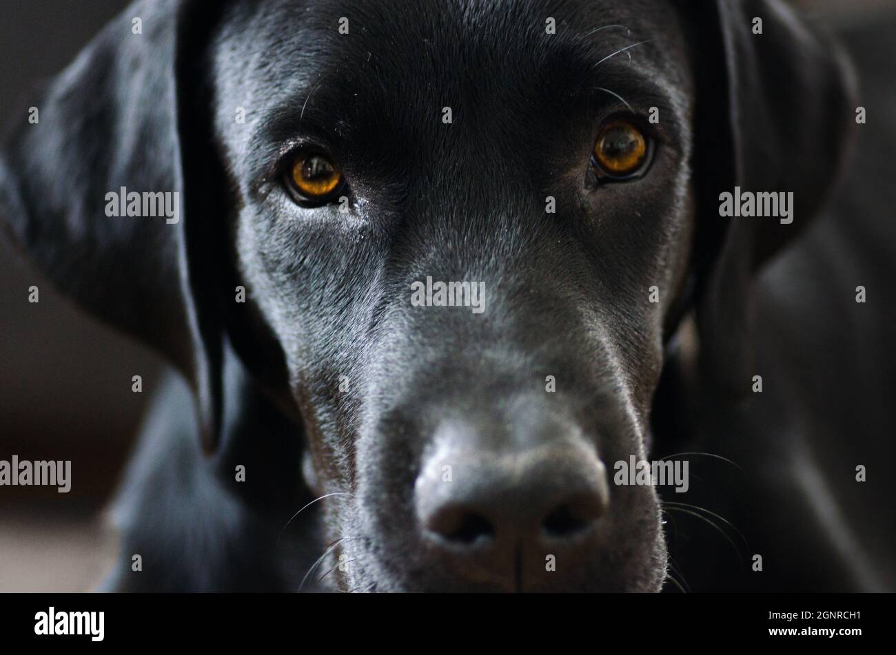 Il cane nero Labrador retriever closeup faccia e sguardo, sfondo neutro Foto Stock