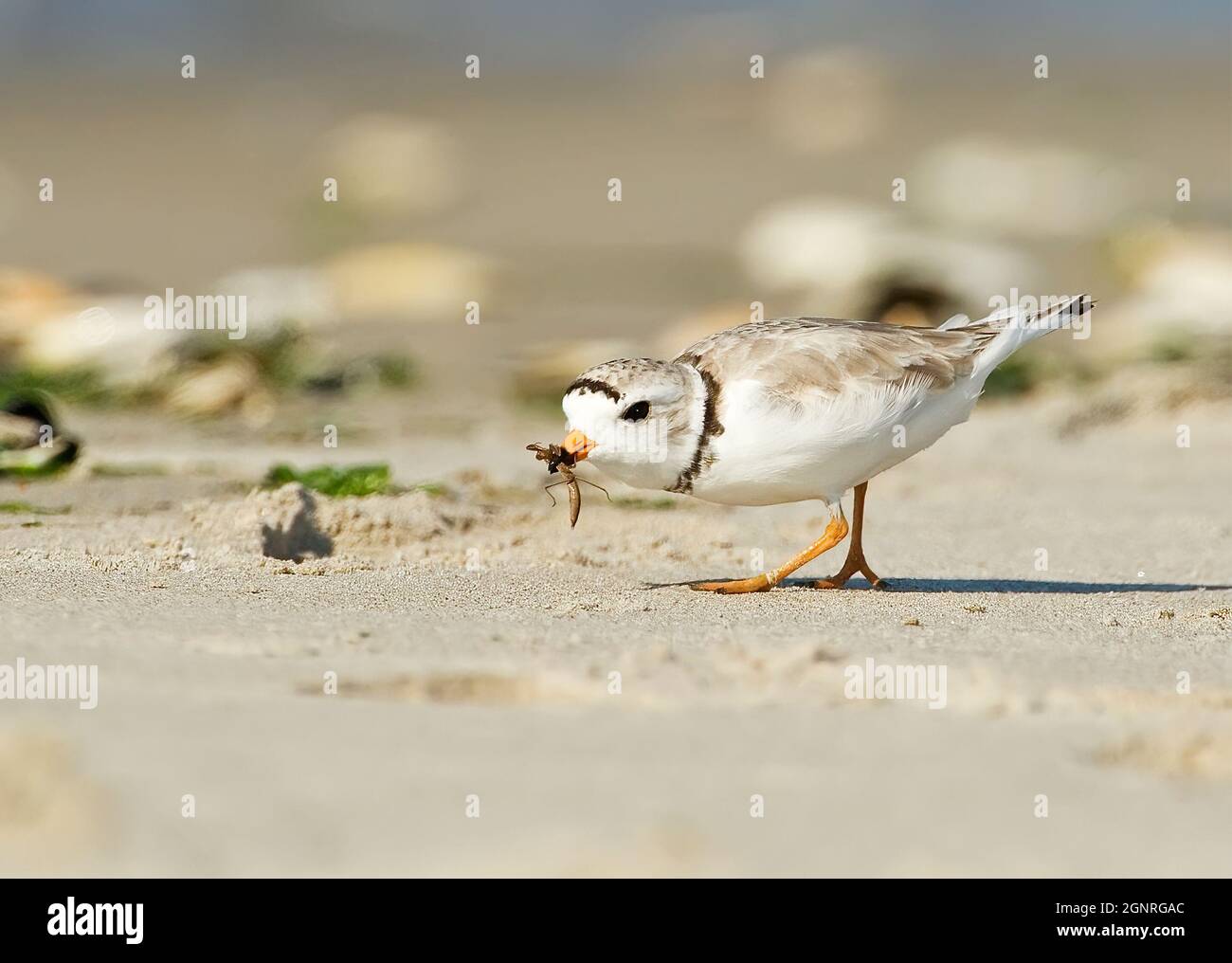 Piping plover con mantis preying mentre foraging in habitat di spiaggia Foto Stock