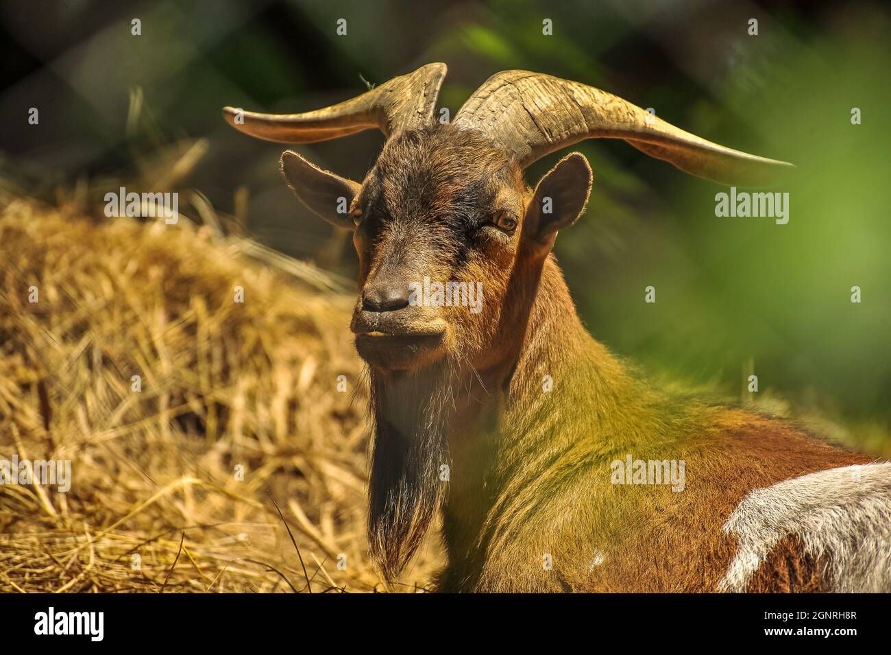 Zoo Scenpaesaggistico - Goat alla ricerca di cibo Foto Stock