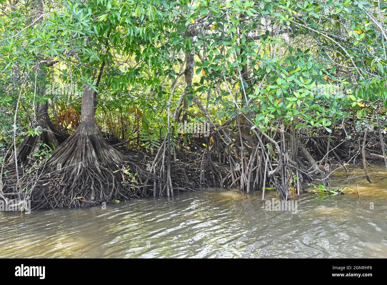 La foresta di mangrovie in Costa Rica Foto Stock