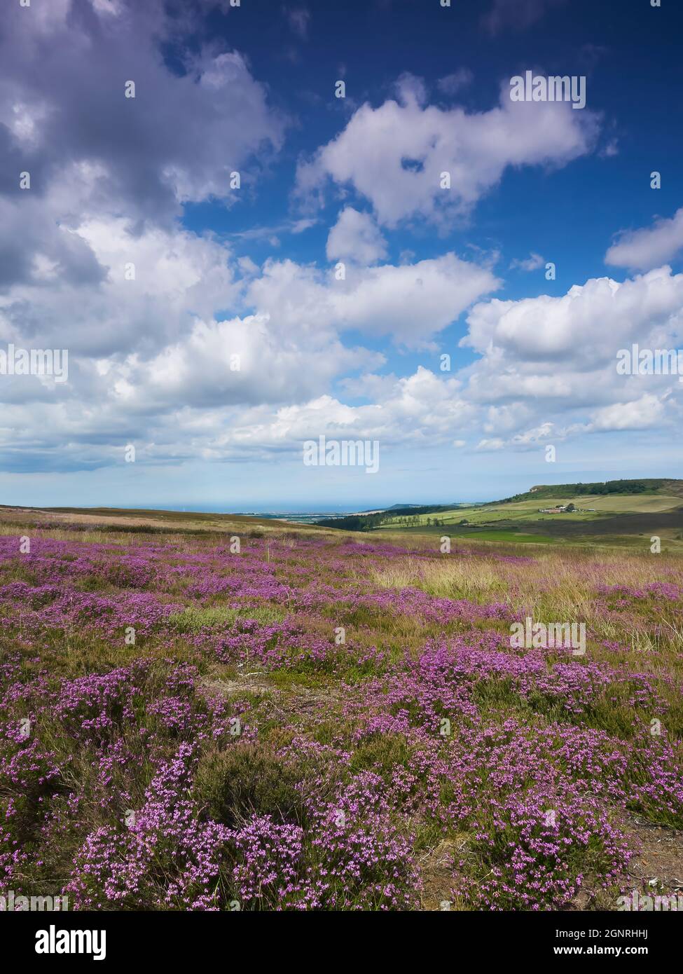 Brughiera soleggiato coperta di erica su colline ondulate, che conduce ad una fattoria collinare, circondata da ombre nuvolose dal morbido cumulo in un cielo blu profondo Foto Stock