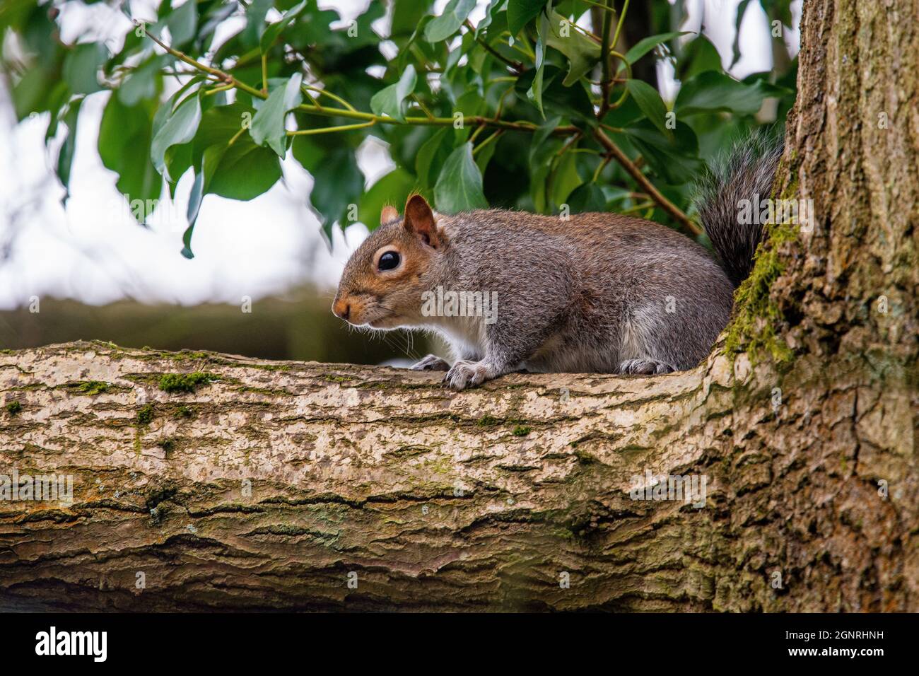 Albero arrampicata Nut burier grigio scoiattolo nativo degli Stati Uniti Foto Stock
