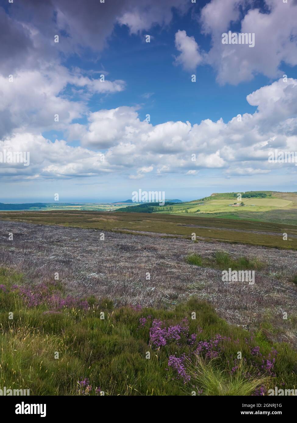 Brughiera con erica bruciata sulle colline ondulate, che conduce ad una fattoria collinare, circondata da ombre nuvolose dal morbido cumulo in un cielo blu profondo Foto Stock