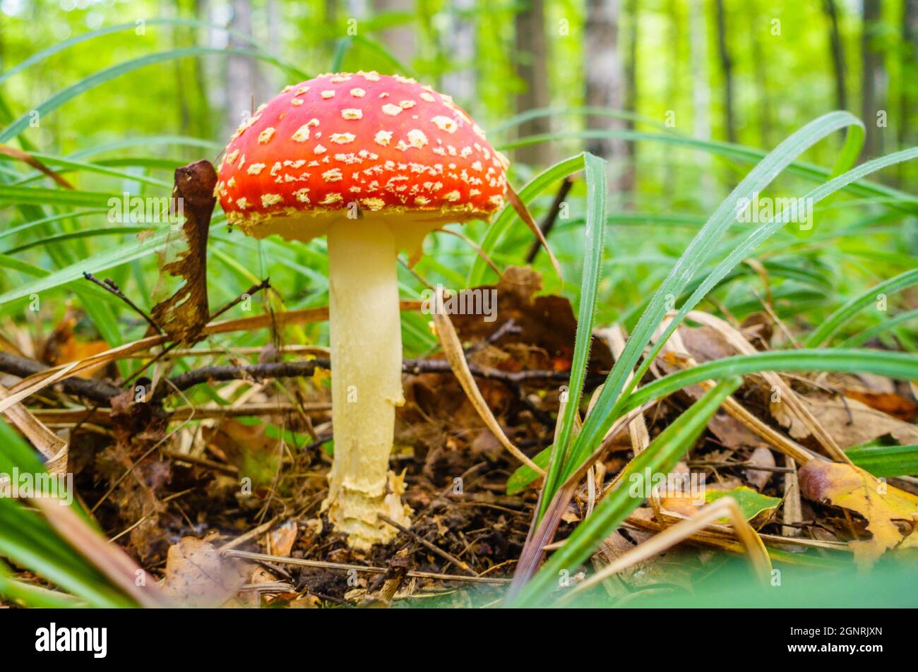 Immagine ravvicinata di un fungo amanita nella foresta russa Foto Stock