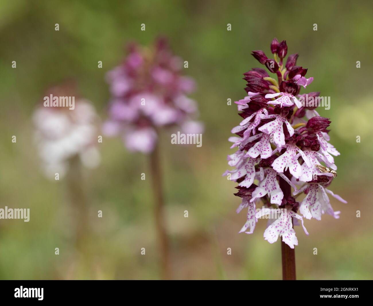 Lady Orchid (Orchis purpurea) Bonsai Bank, Denge Woods, Kent UK Foto Stock