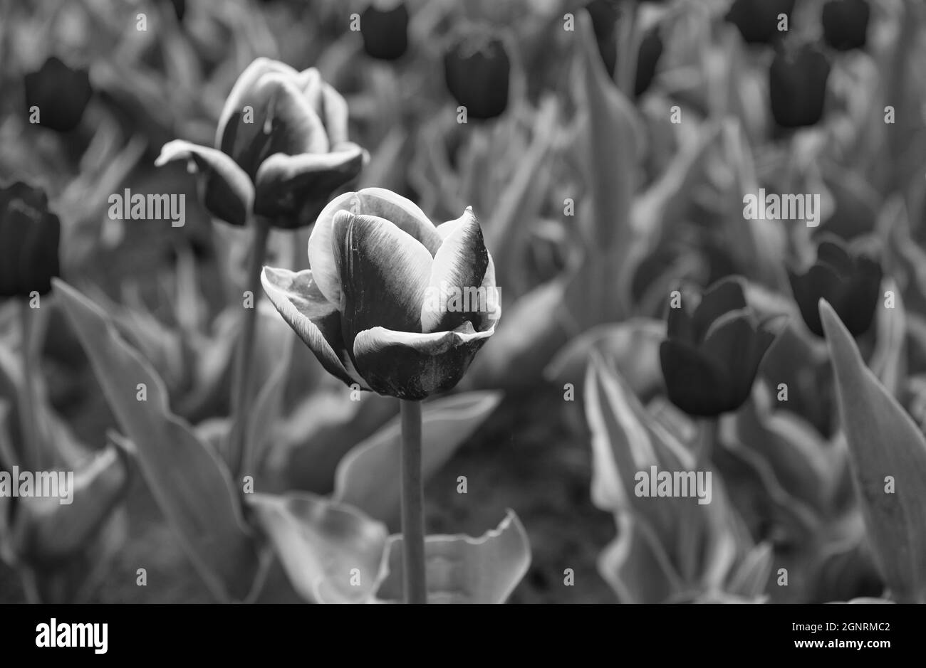 Bellissimi campi di tulipani rosa. Olanda durante la primavera. Banner floreale per fioraio. Campo rosa di tulipani, Paesi Bassi. Campo bulbo in primavera Foto Stock