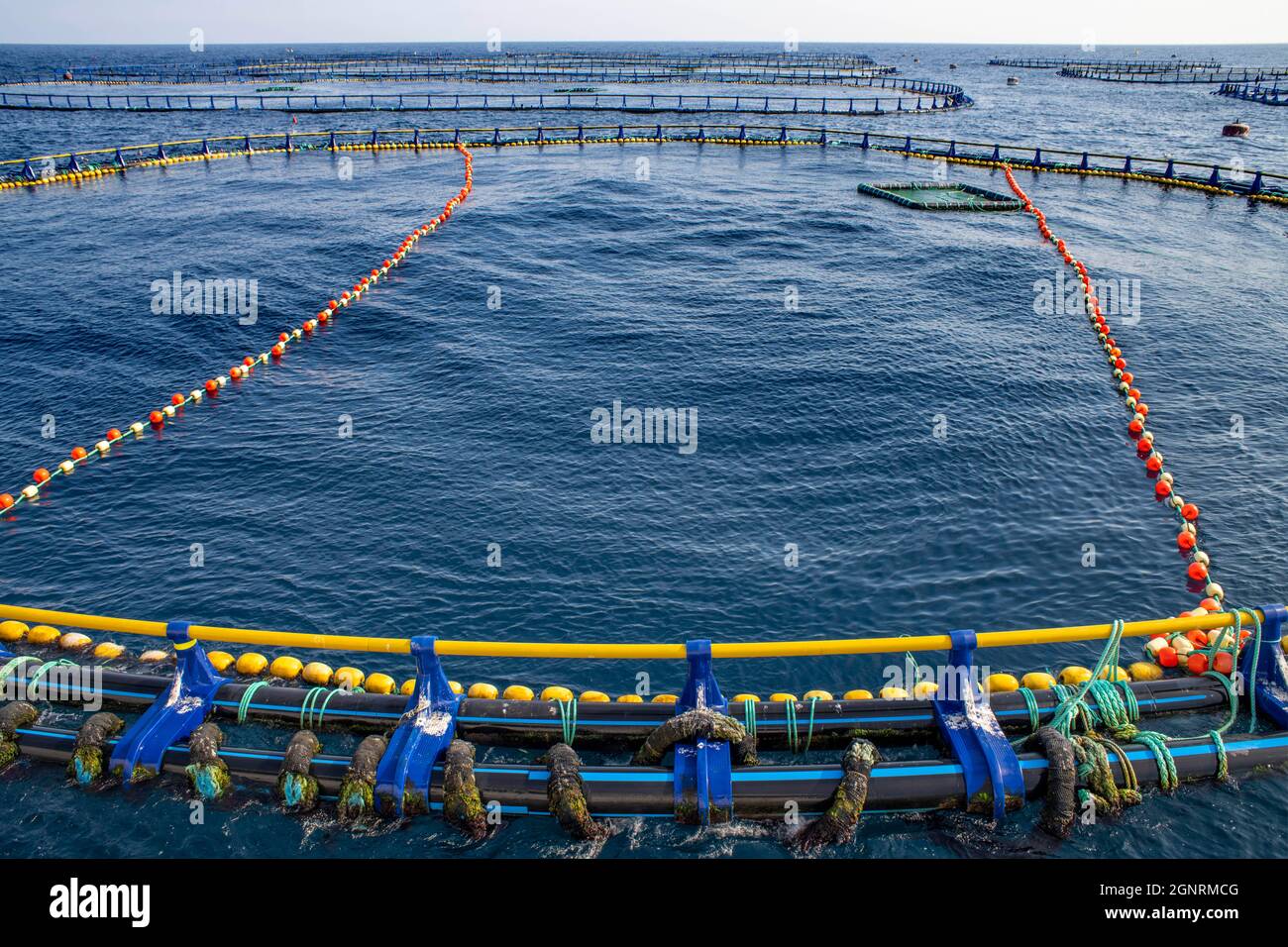 Tuna Tour a l'Ametlla de Mar Tarragona Catalogna Spagna. Potrete nuotare tra centinaia di tonno rosso mediterraneo. La piscina dove si svolge l'attività Foto Stock