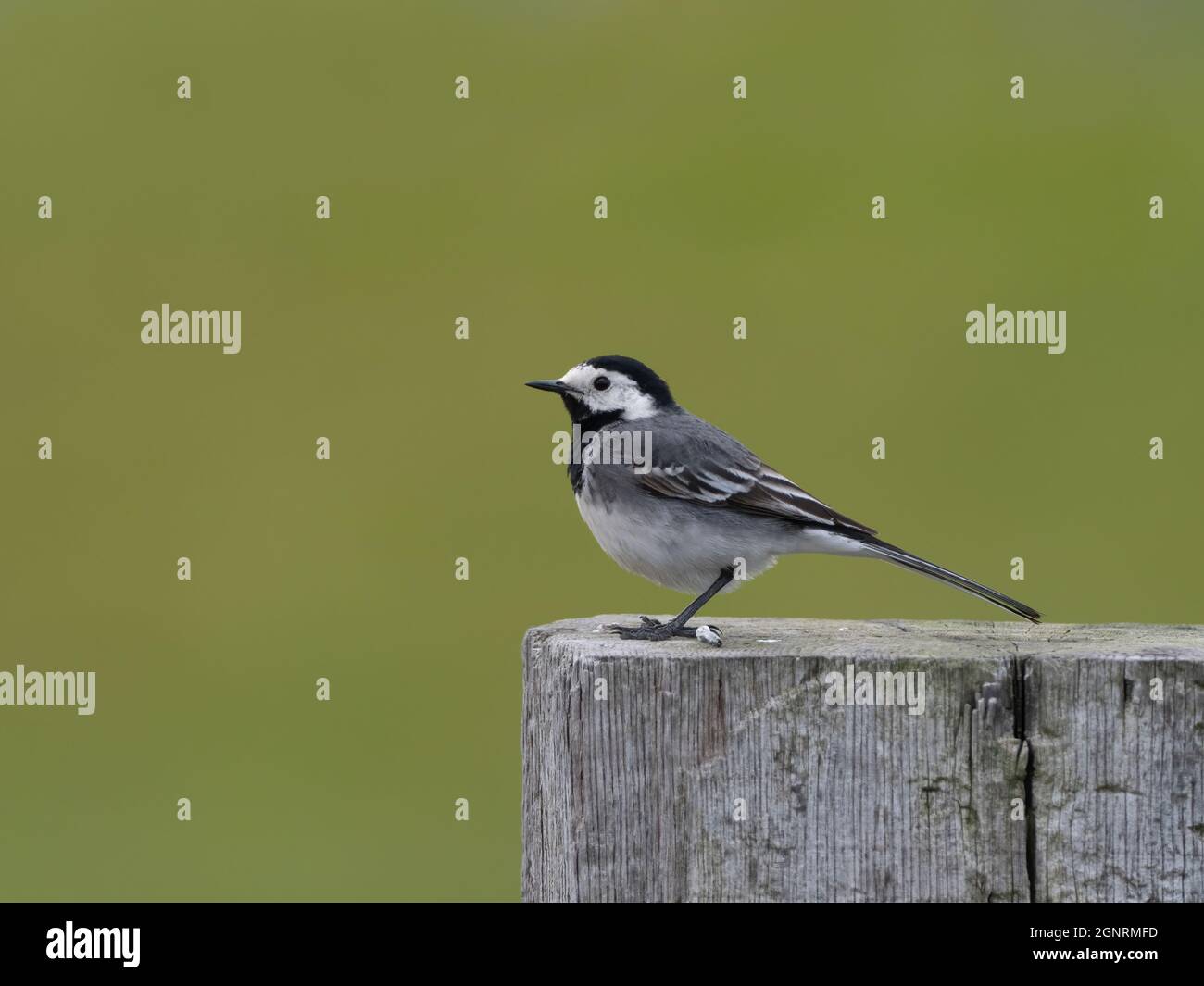 Pied Wagtail (Lotacilla alba) Elmley Nature Reserve, Kent UK, sul posto di recinzione Foto Stock