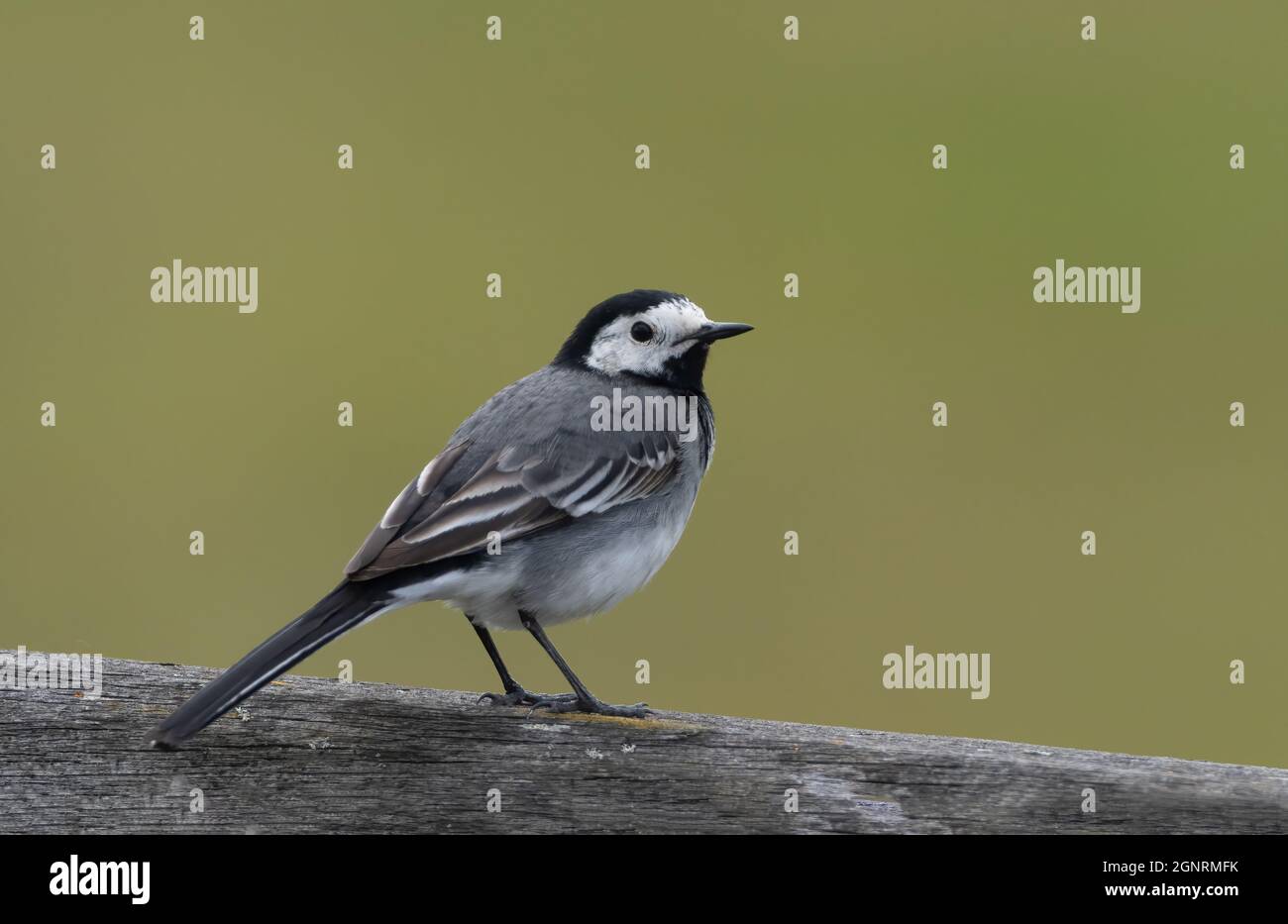 Pied Wagtail (Lotacilla alba) Elmley Nature Reserve, Kent UK, sul posto di recinzione Foto Stock