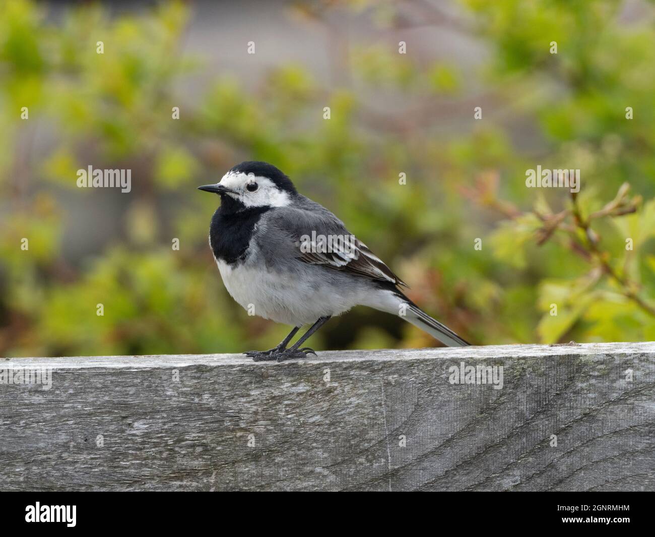 Pied Wagtail (Lotacilla alba) Elmley Nature Reserve, Kent UK, sul posto di recinzione Foto Stock