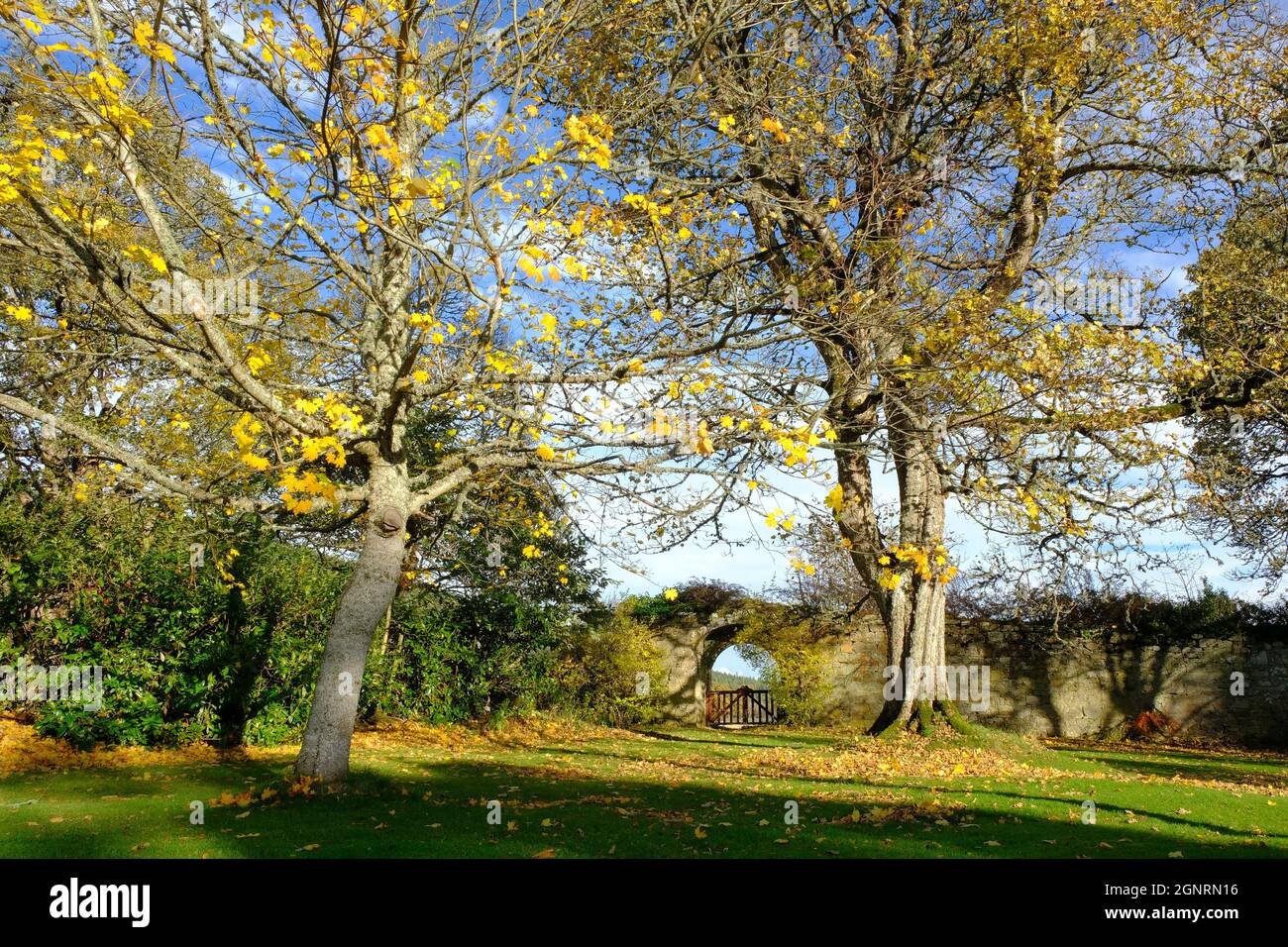 Alberi d'autunno all'abbazia di Pluscarden Foto Stock