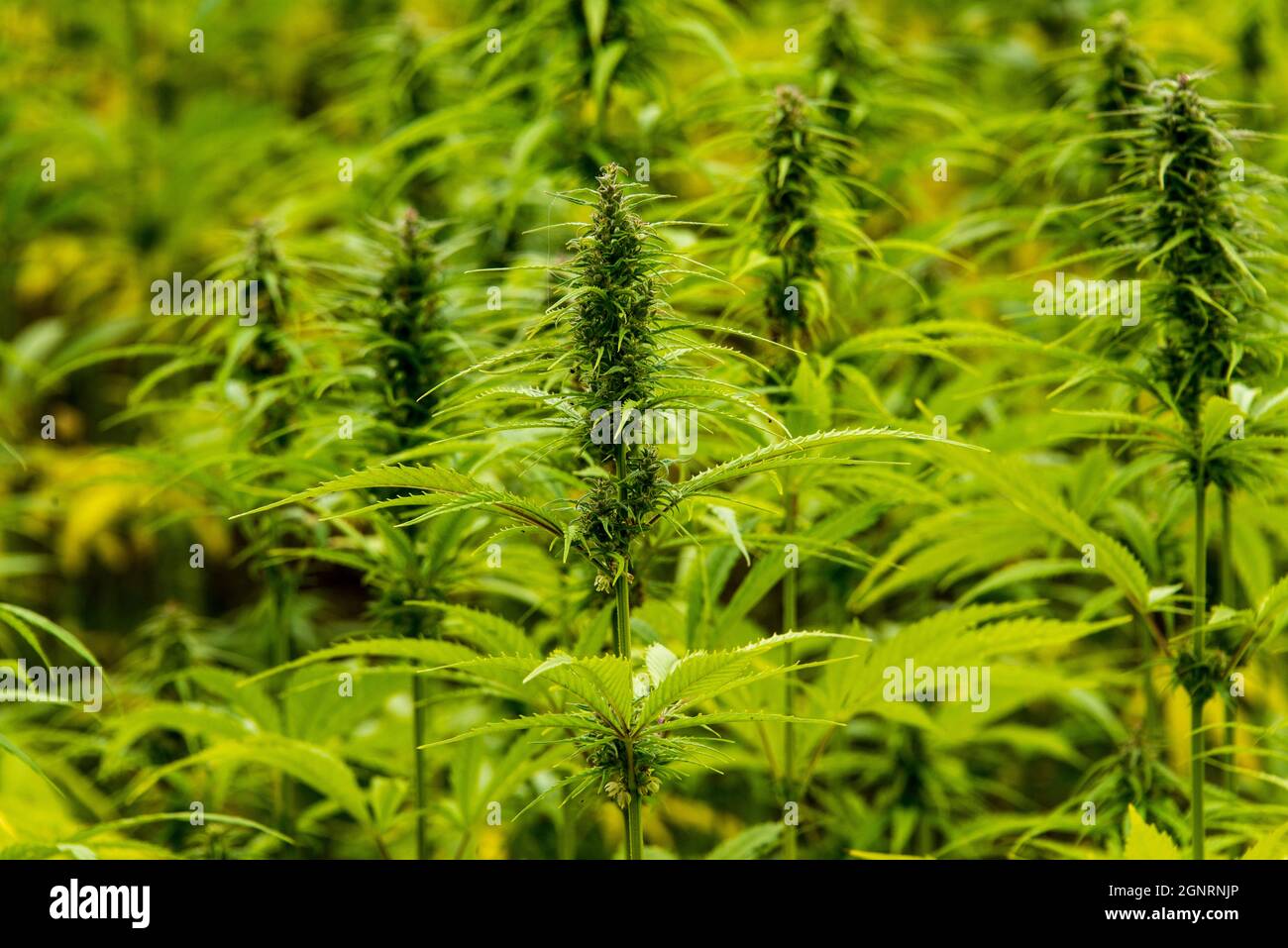 Un campo pieno di Cannabis coltivati legalmente nella Baviera settentrionale. Foto Stock