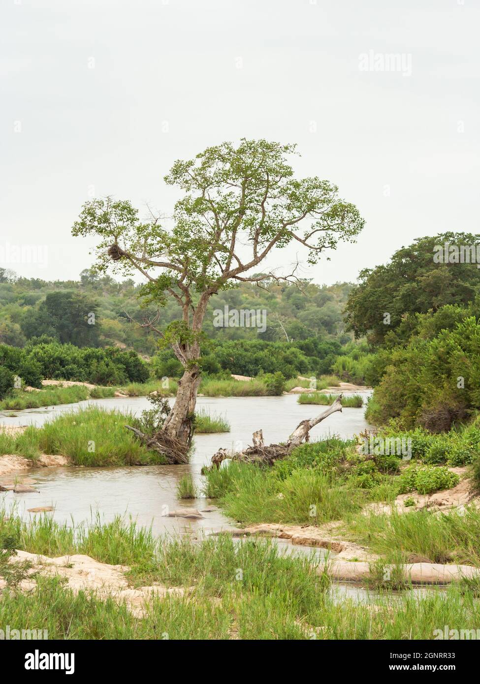 Un unico fico selvatico che sorge sulla riva del fiume Sabie nel Parco Nazionale Kruger, Sudafrica Foto Stock