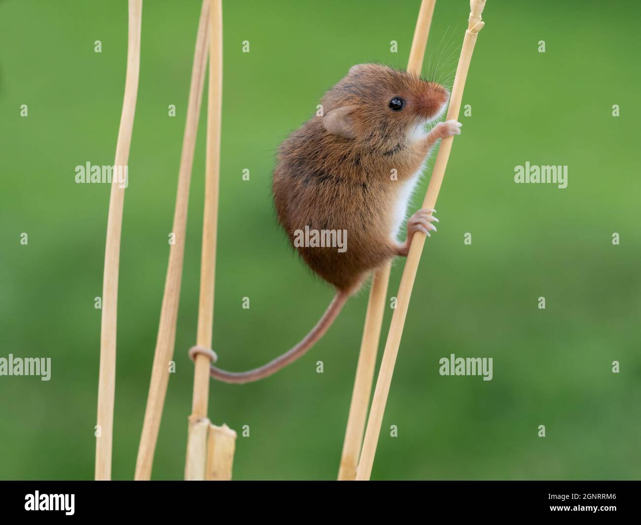 Mouse Eurasian Harvest (Micromys minutus) che sale la testa di seme di grano (Elymus o Elytrigia sp) UK Foto Stock