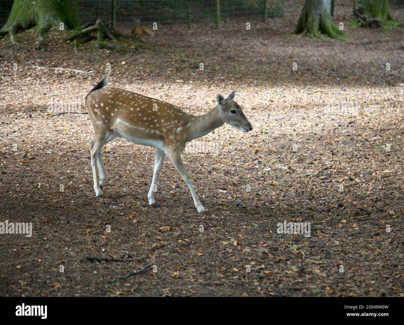 Deer di Fallow, New Forest, Hampshire, Inghilterra Foto Stock