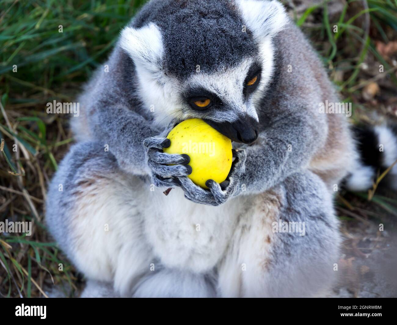 Il lemure con coda ad anello mangia frutta. Foto Stock