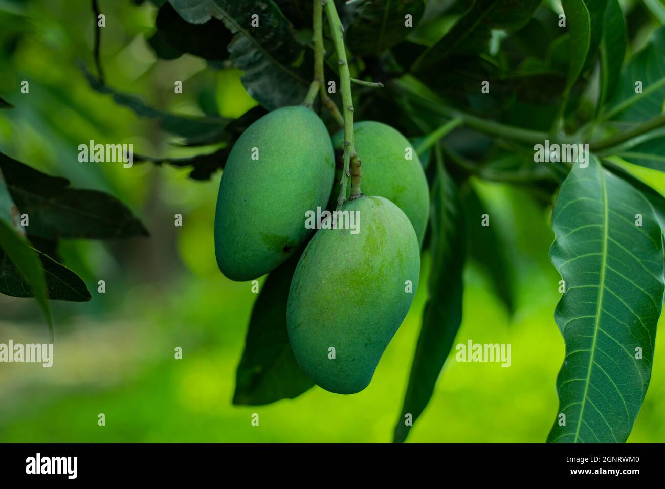 Il mango verde crudo è ricco di antiossidanti come i polifenoli che riducono il rischio di cancro Foto Stock