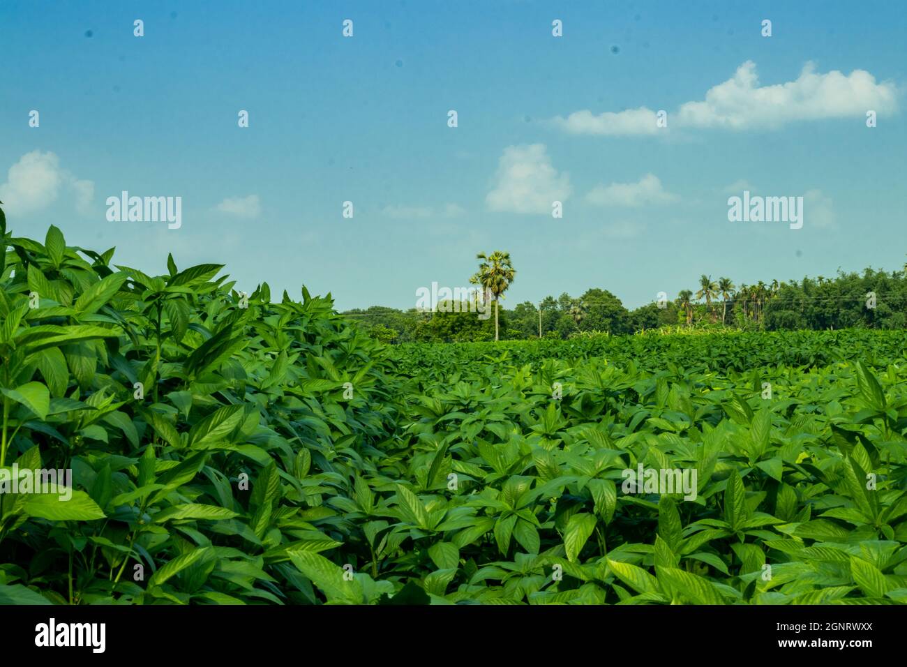 La pianta di Saluyot o di iuta, conosciuta ad altri come la muta dell'ebreo o la boscaglia dell'okra è considerata come alimento di base in alcune parti del mondo Foto Stock