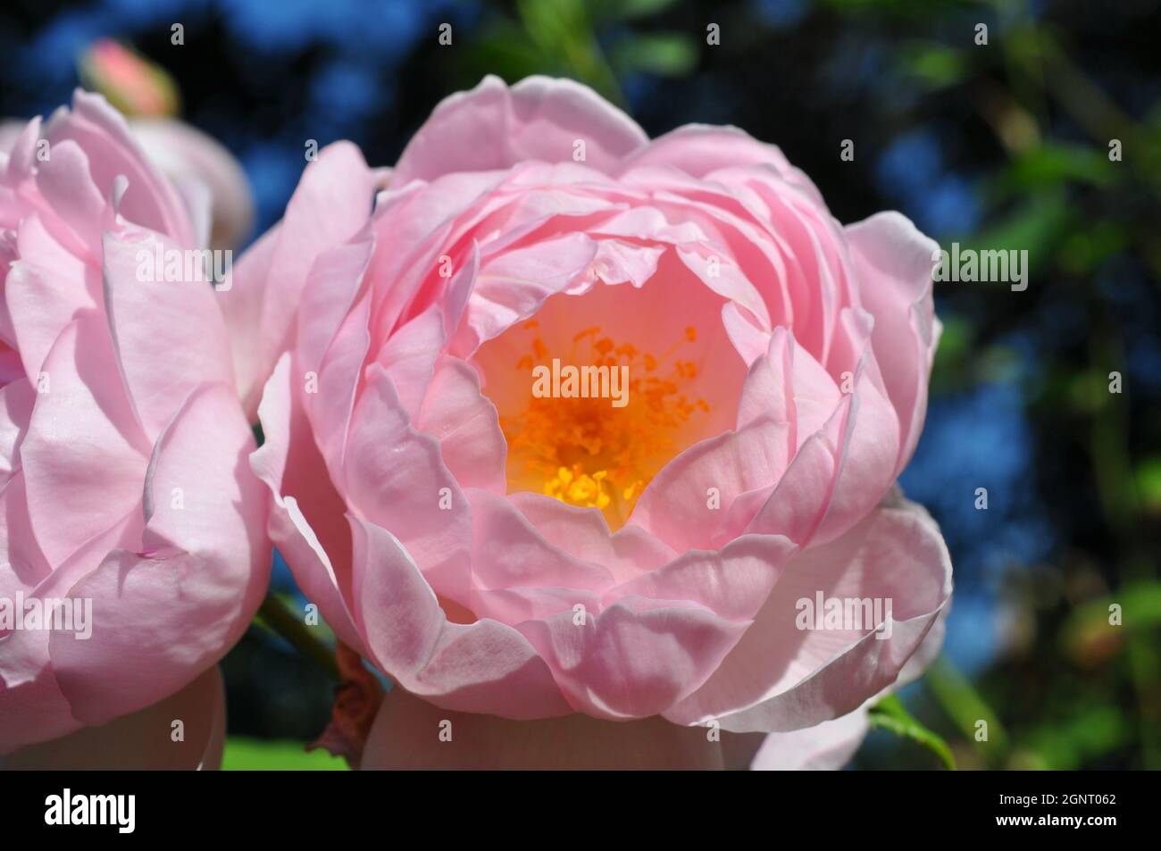detailaufnahme rosa pastellfarbe blüte rose mit biene Foto Stock