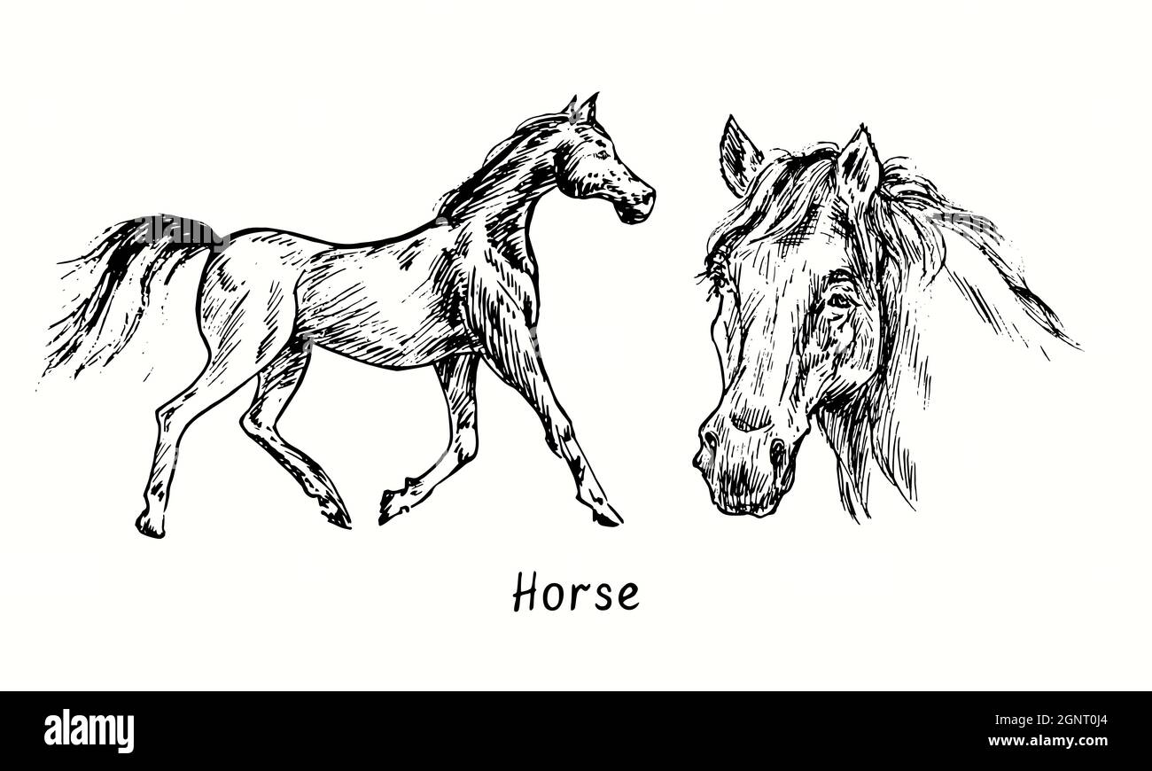 Vista laterale sul cavallo. Vista laterale della museruola dei cavalli. Disegno in bianco e nero in legno. Foto Stock