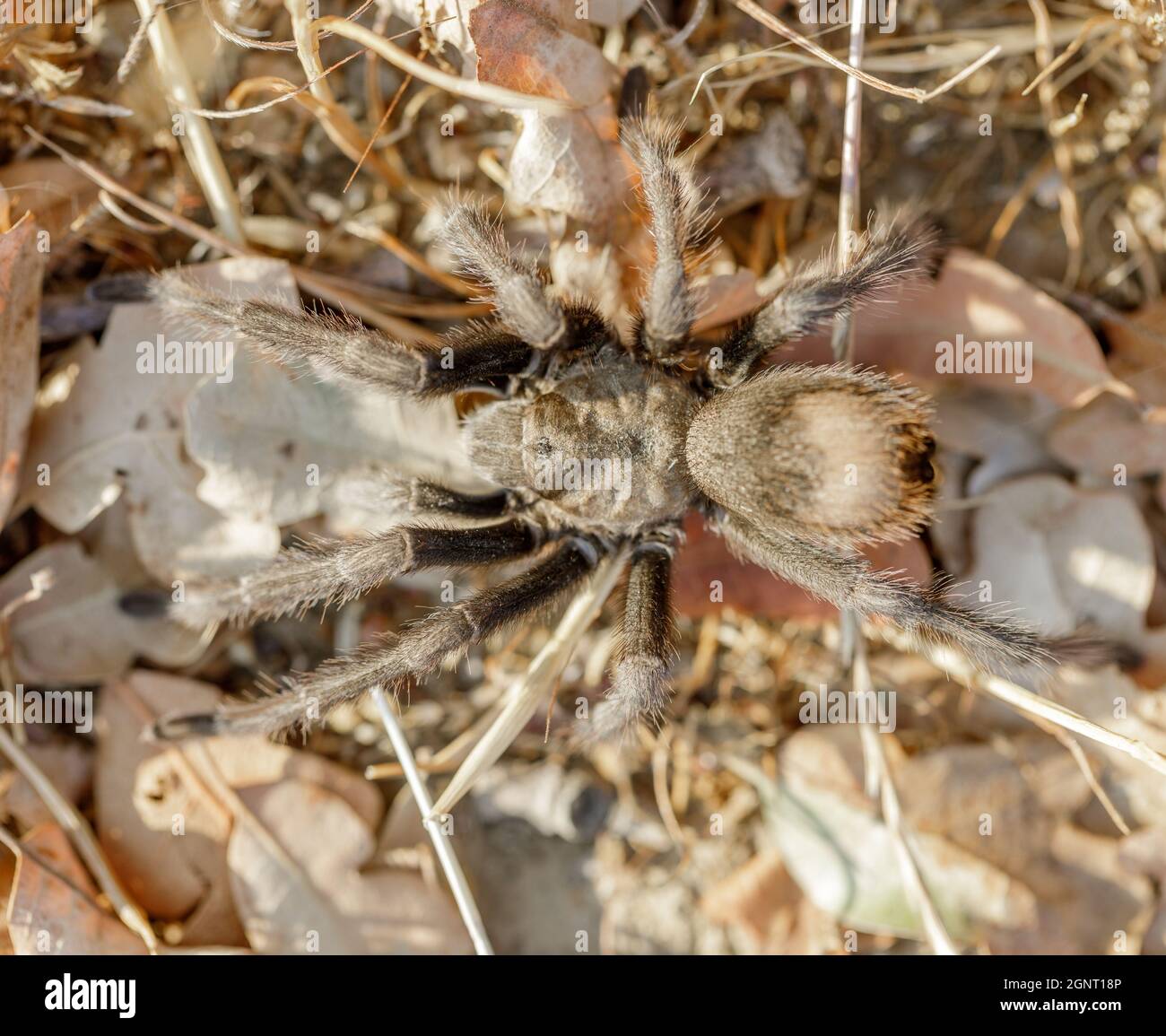 Camuffato California Tarantula maschio adulto in cerca di una femmina durante la stagione di accoppiamento. Joseph Grant County Park, Santa Clara County, California, USA. Foto Stock