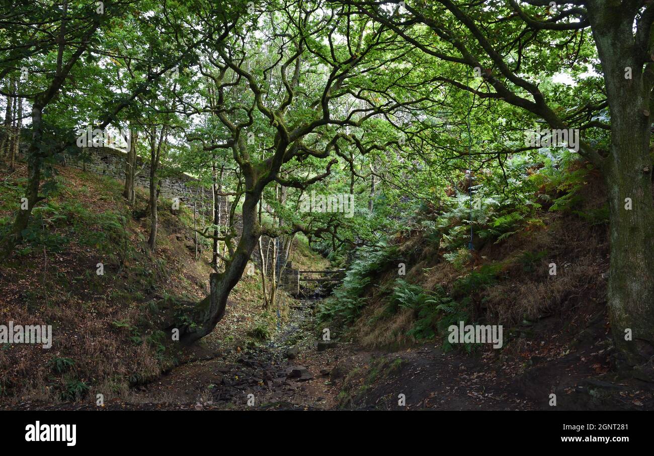 Alberato dell o vale nel Peak District National Park con alberi e felci Derbyshire. Foto Stock