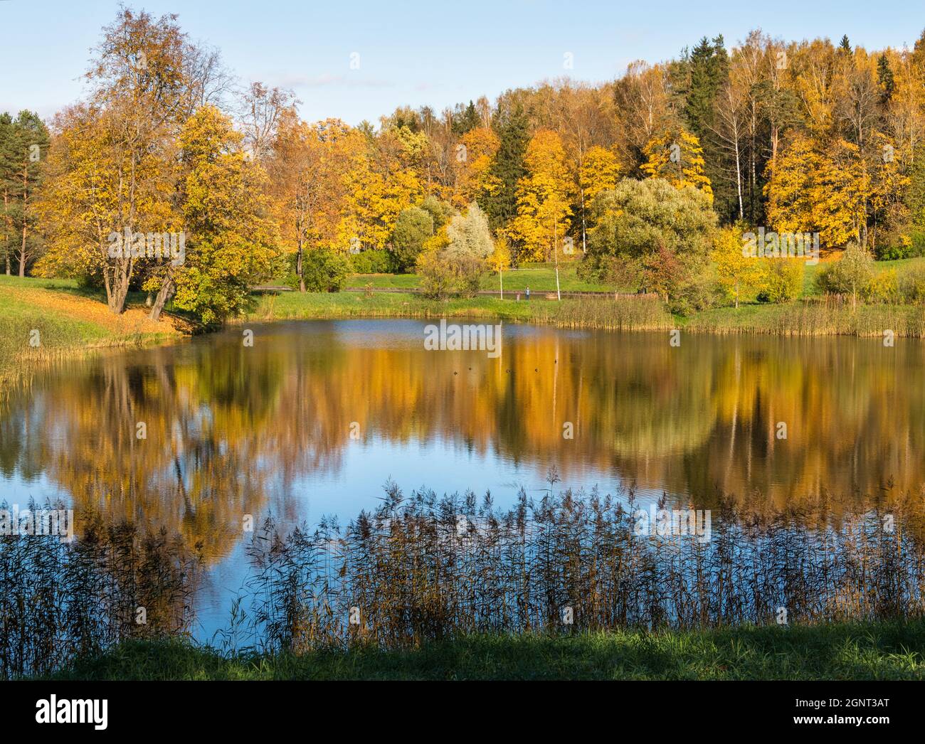 Parco Pavlovsk in autunno, Pavlovsk, vicino a San Pietroburgo, Russia Foto Stock