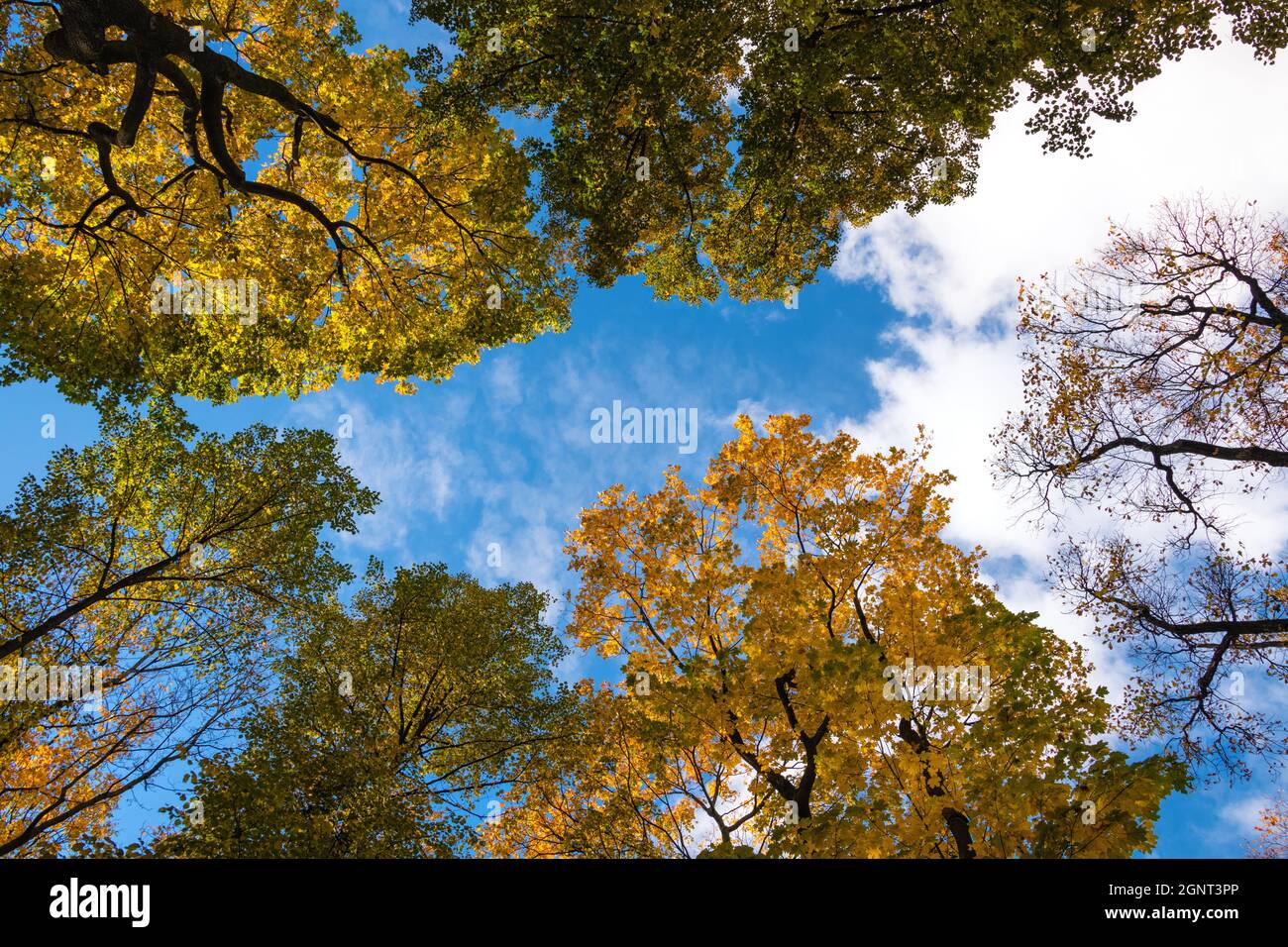 Autunno nel Giardino d'Estate (Letniy Sad), San Pietroburgo, Russia Foto Stock