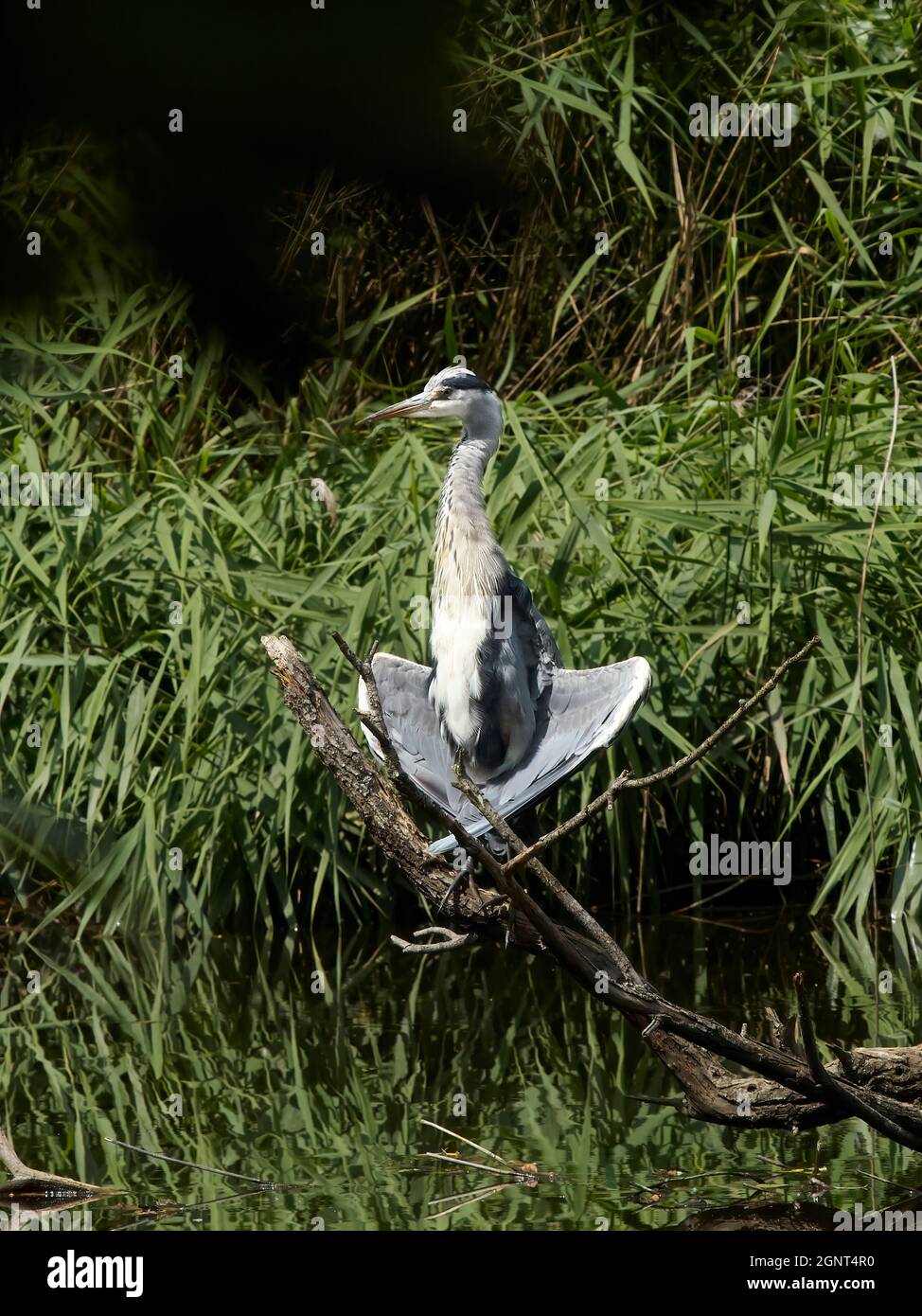 Un airone si aggancia su un ramo sommerso che emerge da un laghetto e sembra colpire una posa tipo yoga, curvando le sue ali per prendere il sole. Foto Stock