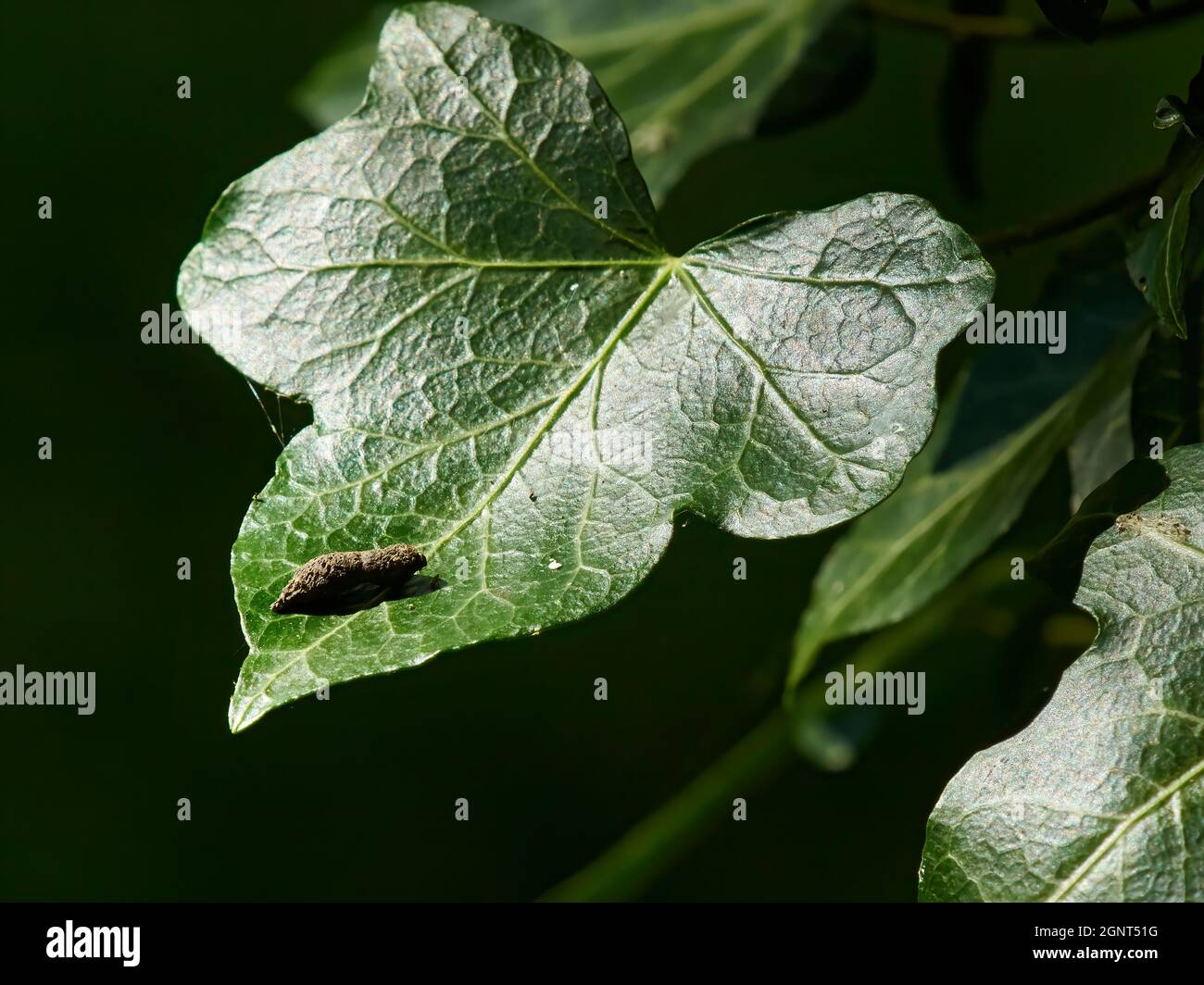 Un insetto sconosciuto crisali equilibrati su una foglia illuminata dal sole, con ombra di bosco dietro. Foto Stock