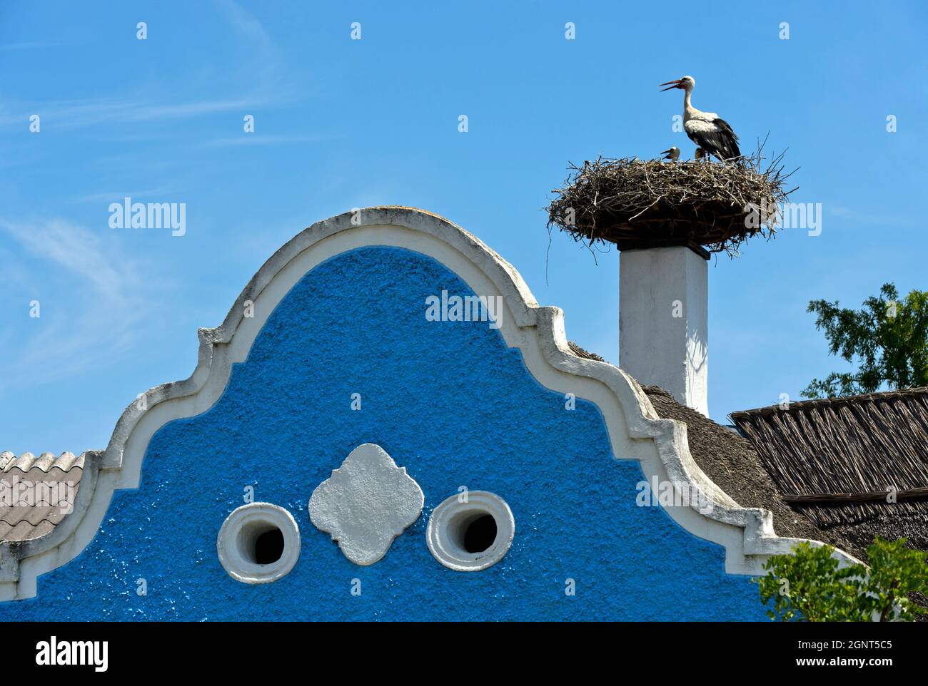 Nido di cicogna con una cicogna bianca (Ciconia ciconia) su una casa colonica del Burgenland con timpano barocco, Hufnagel Haus, Apetlon, Seewinkel, Burgenland, Austria Foto Stock