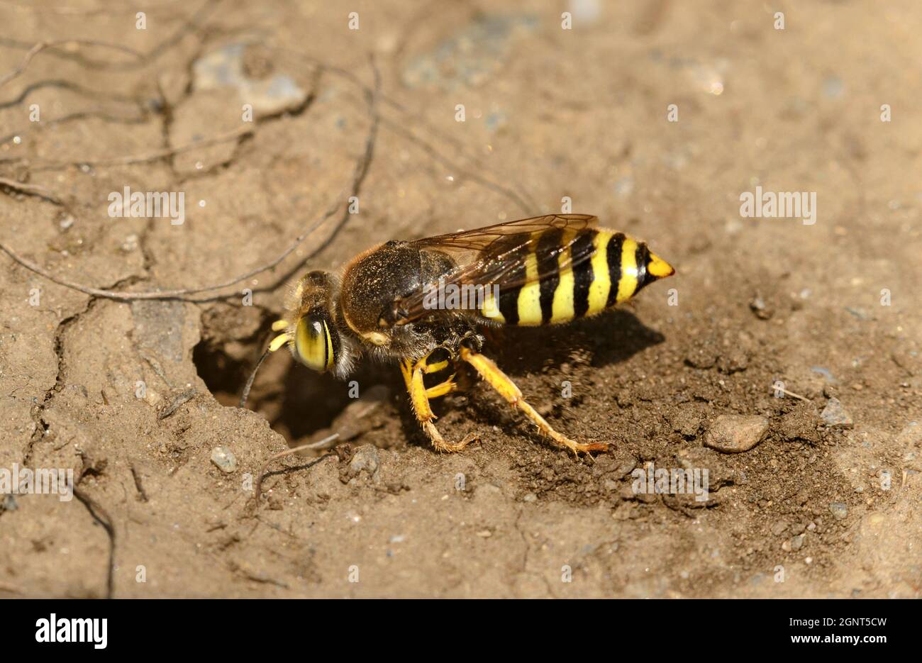 Vespa di sabbia (Bembix rostrata) scavando la sua burrow, Vallese, Svizzera Foto Stock